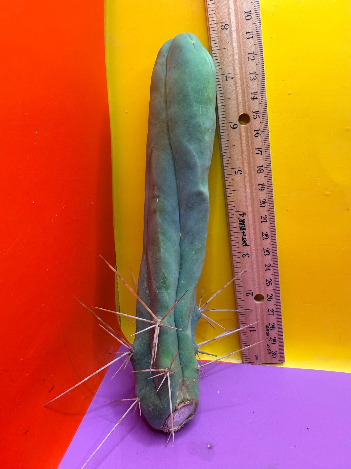 TBM-A LONG FORM CACTUS