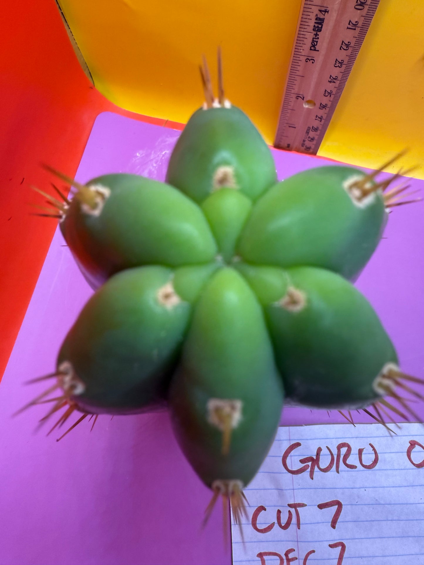 Guru op !