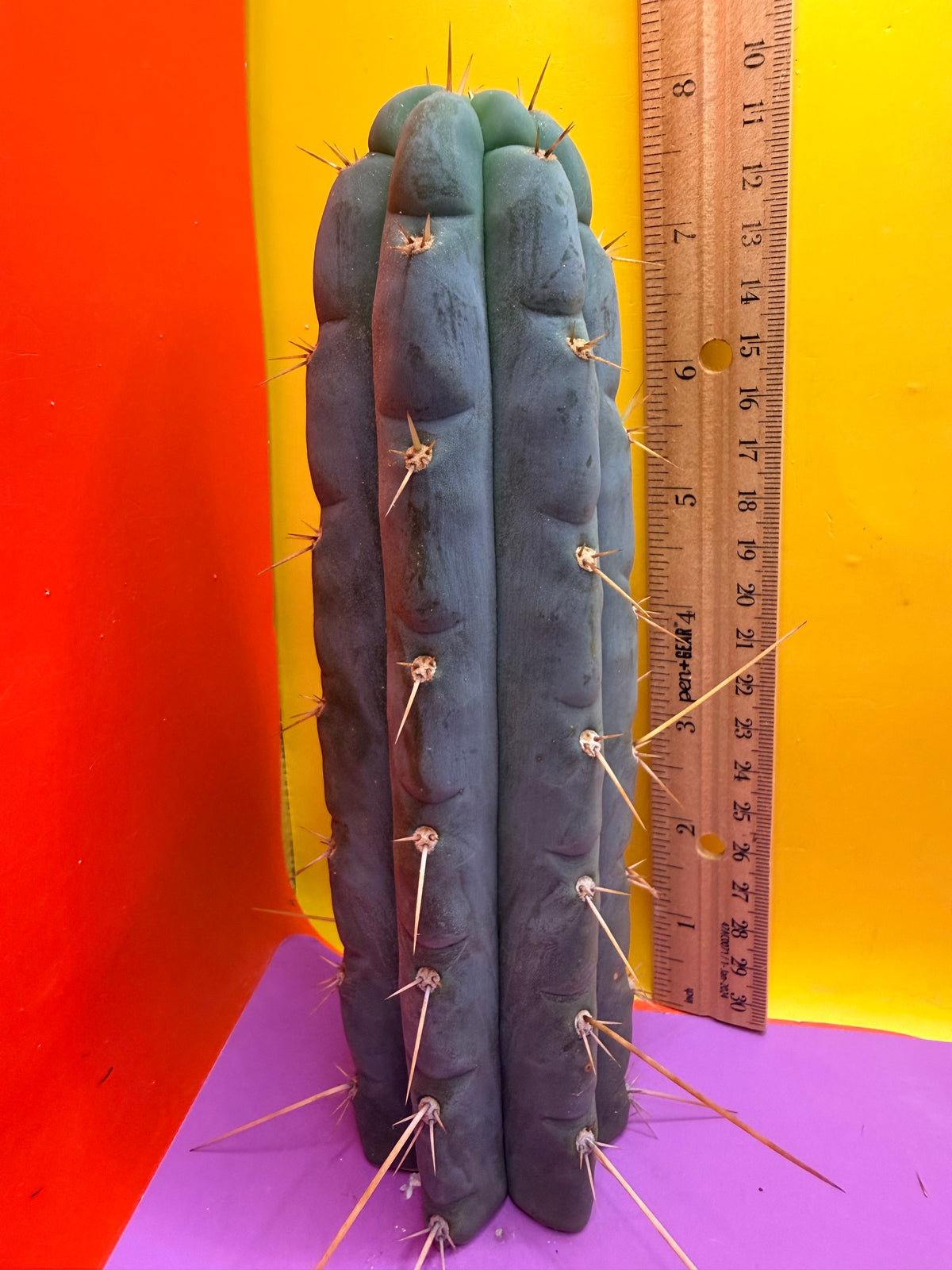 Kimura’s Spiny Giant X SS02
