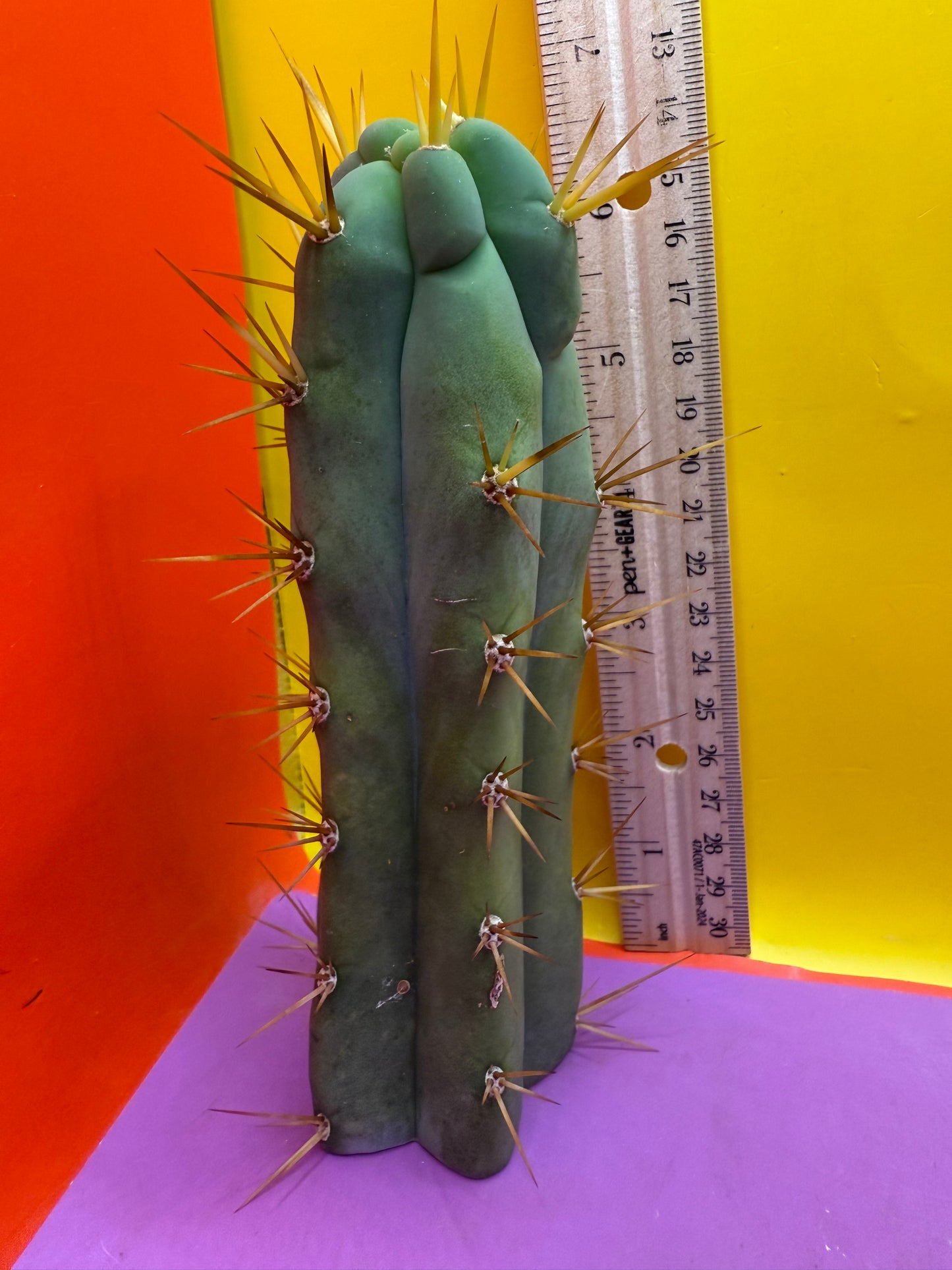 Trichocereus bridgesii- SON OF RON 🌶️🌵