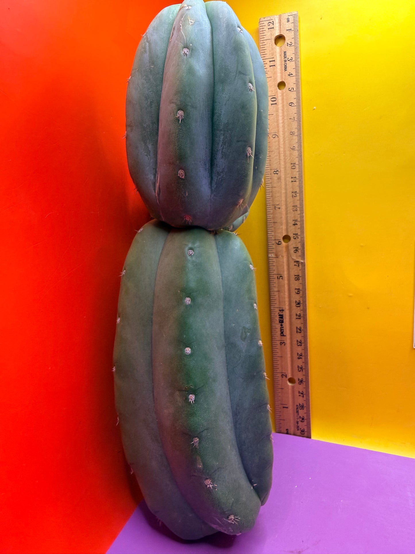 Cahuilla !
