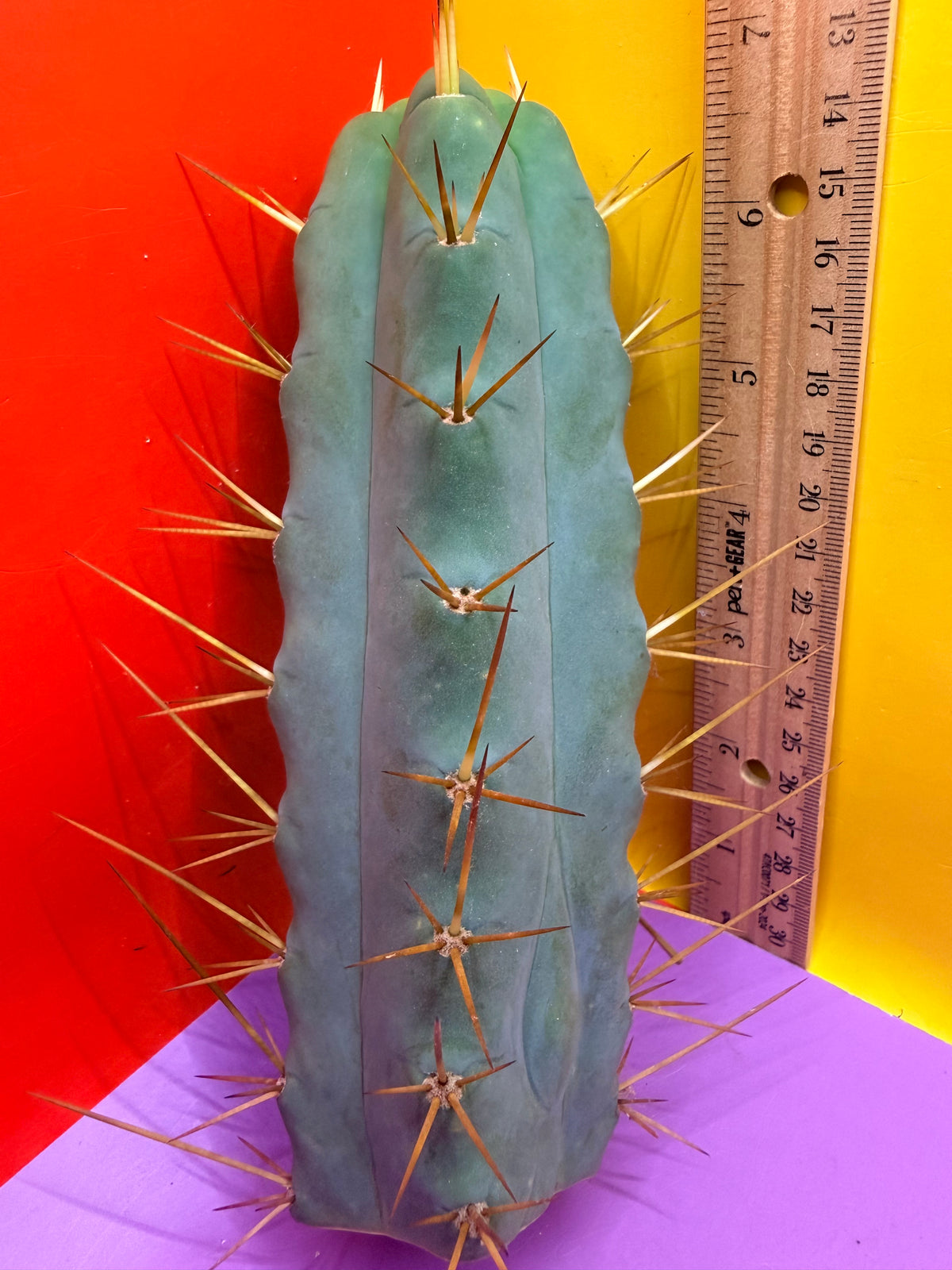 SS02 🌶️🌶️ with 4 ribs !!