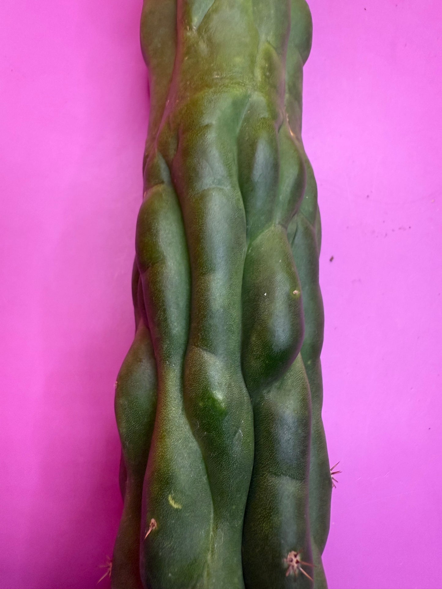 Monstrose San Pedro cactus !! Tip is about to crest !