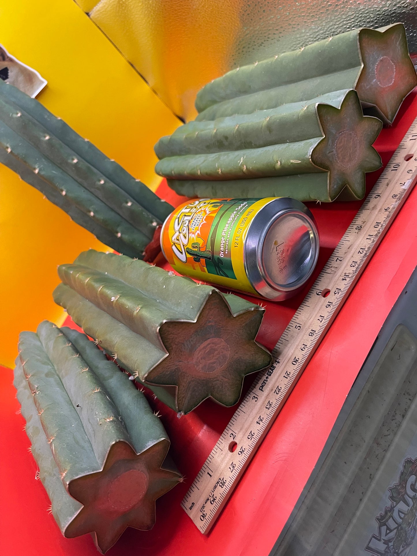 San Pedro Cactus cutting - Medium 8”-10”ready to ship !