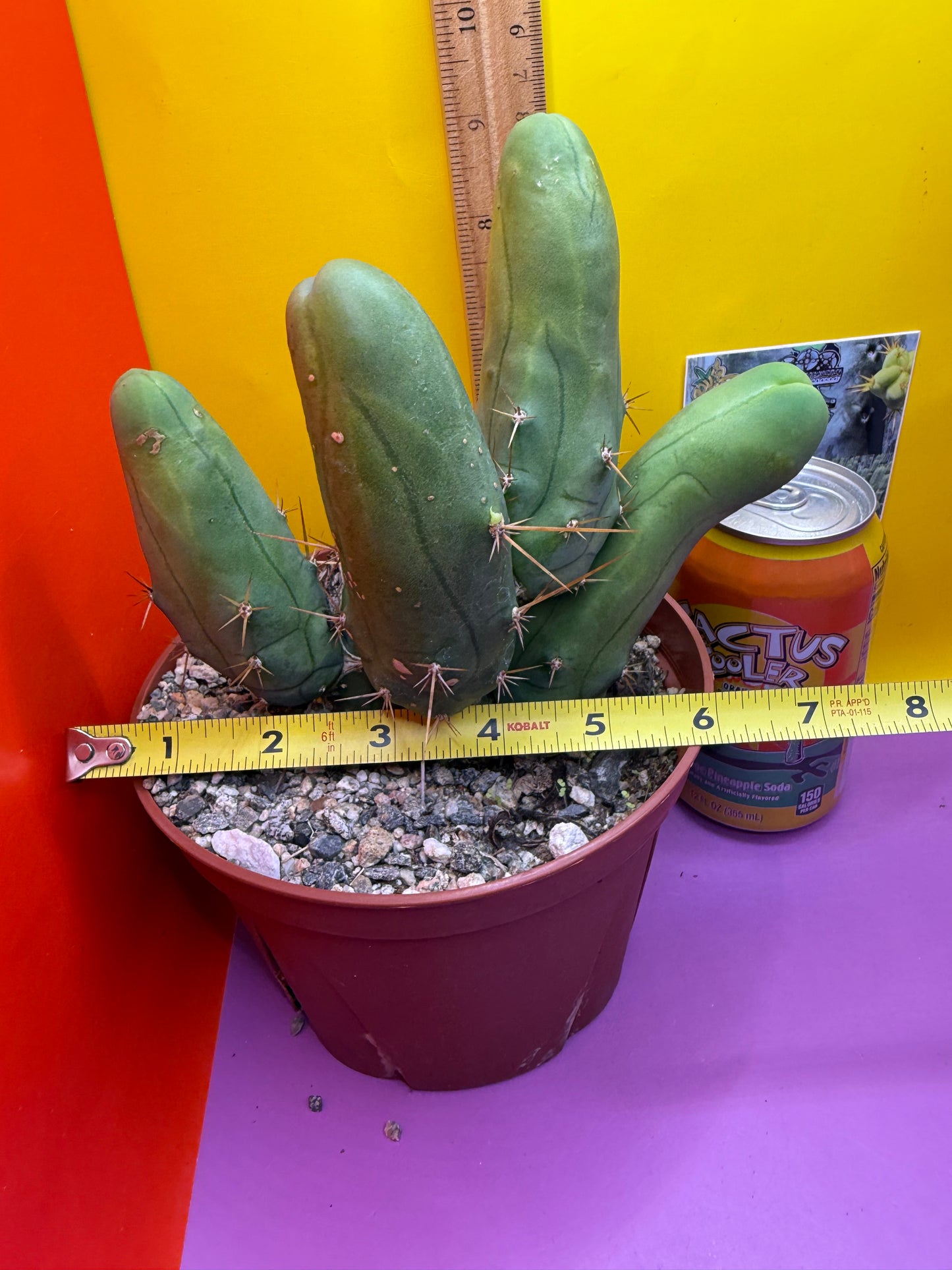 Trichocereus bridgesii monstros 6 segments  , fully rooted and CLEAN !