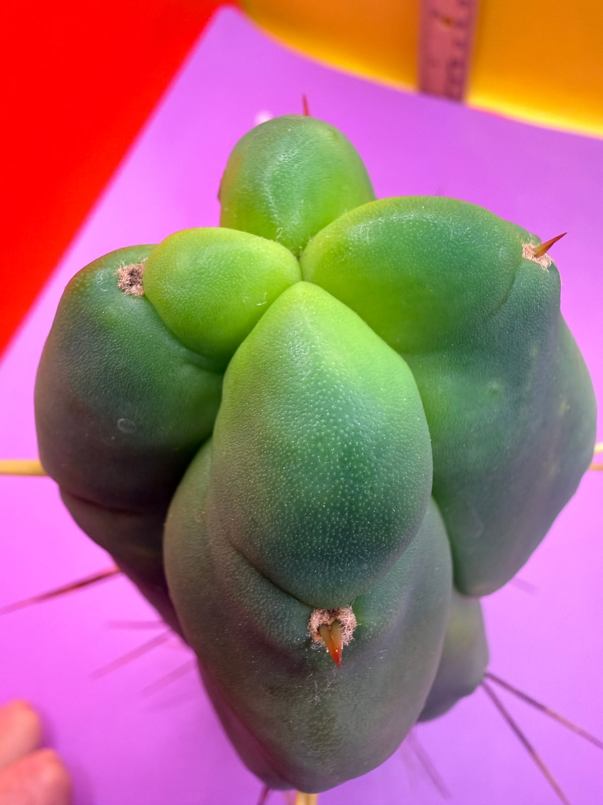 4 Wind Bridgesii “LMA” La Mirada Angelo