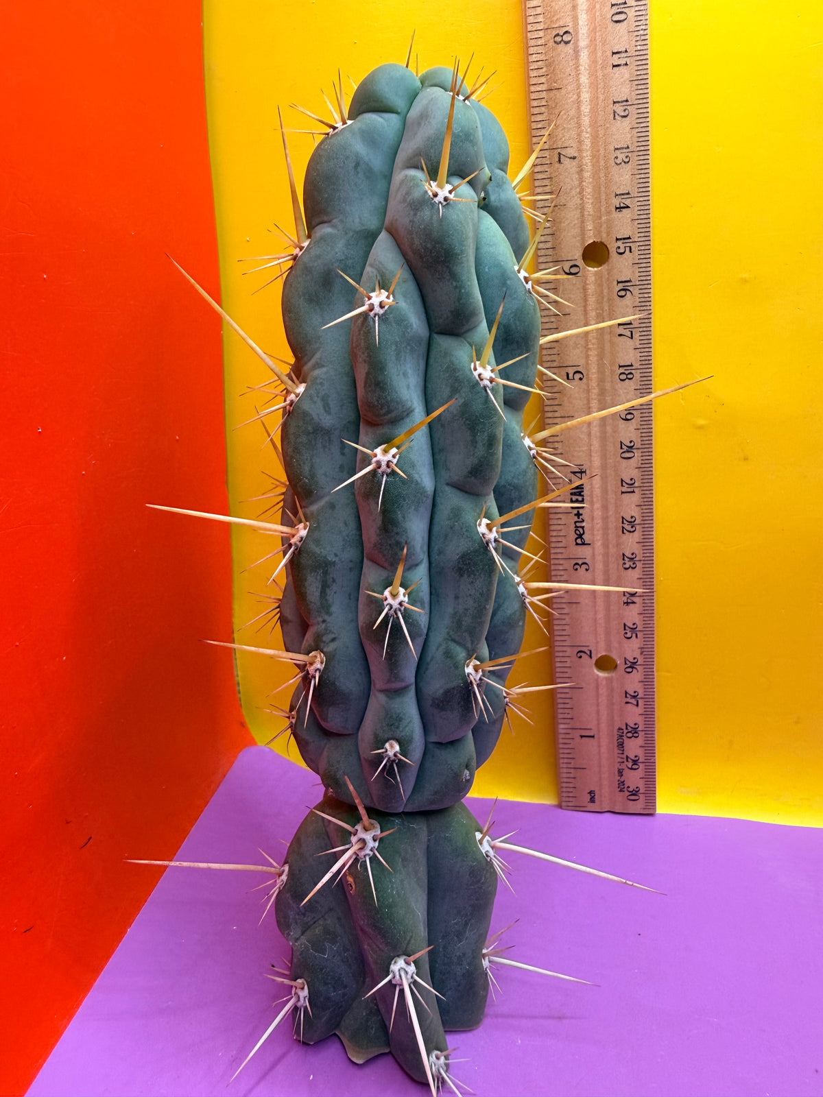 SSO3 Trichocereus knuthianus
