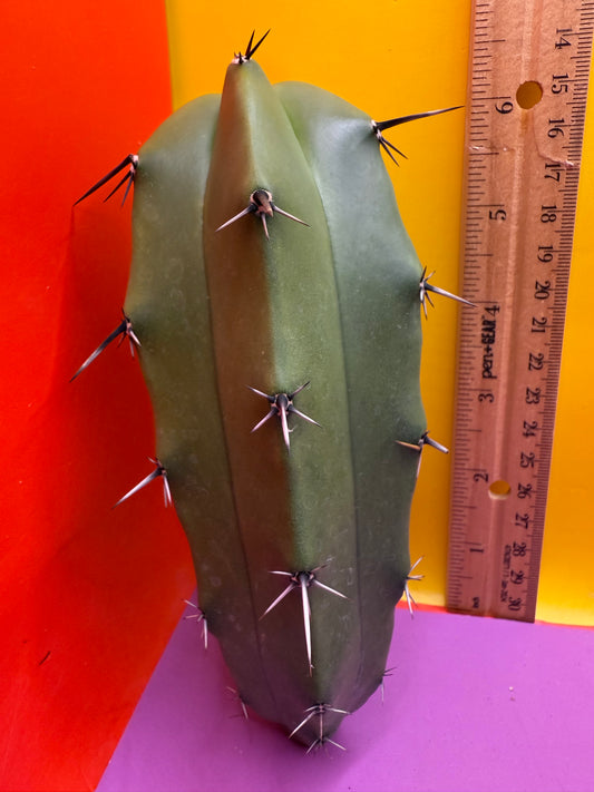 GREEN Myrtillocactus !!
