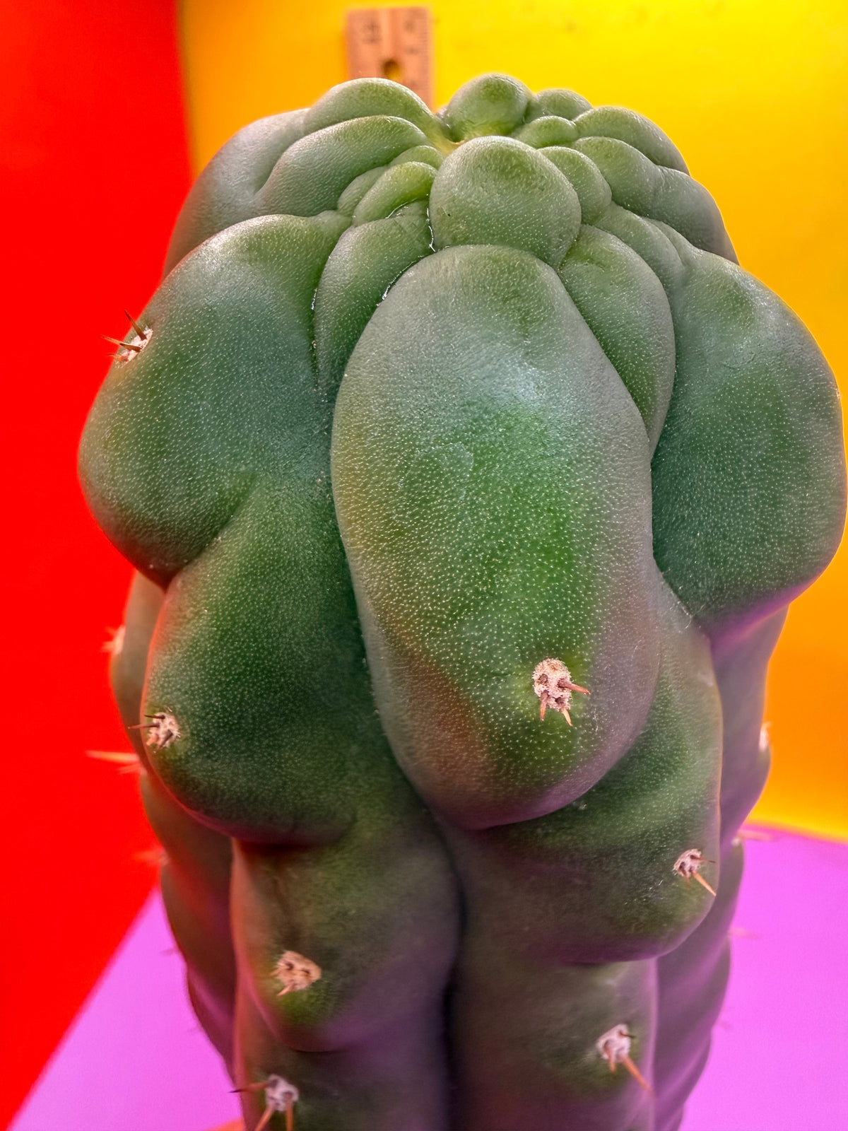 TPM -monstrose San Pedro cactus