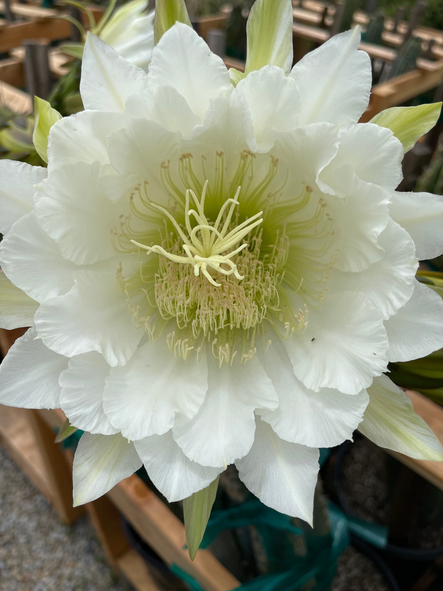 Trichocereus  Spachianus seeds