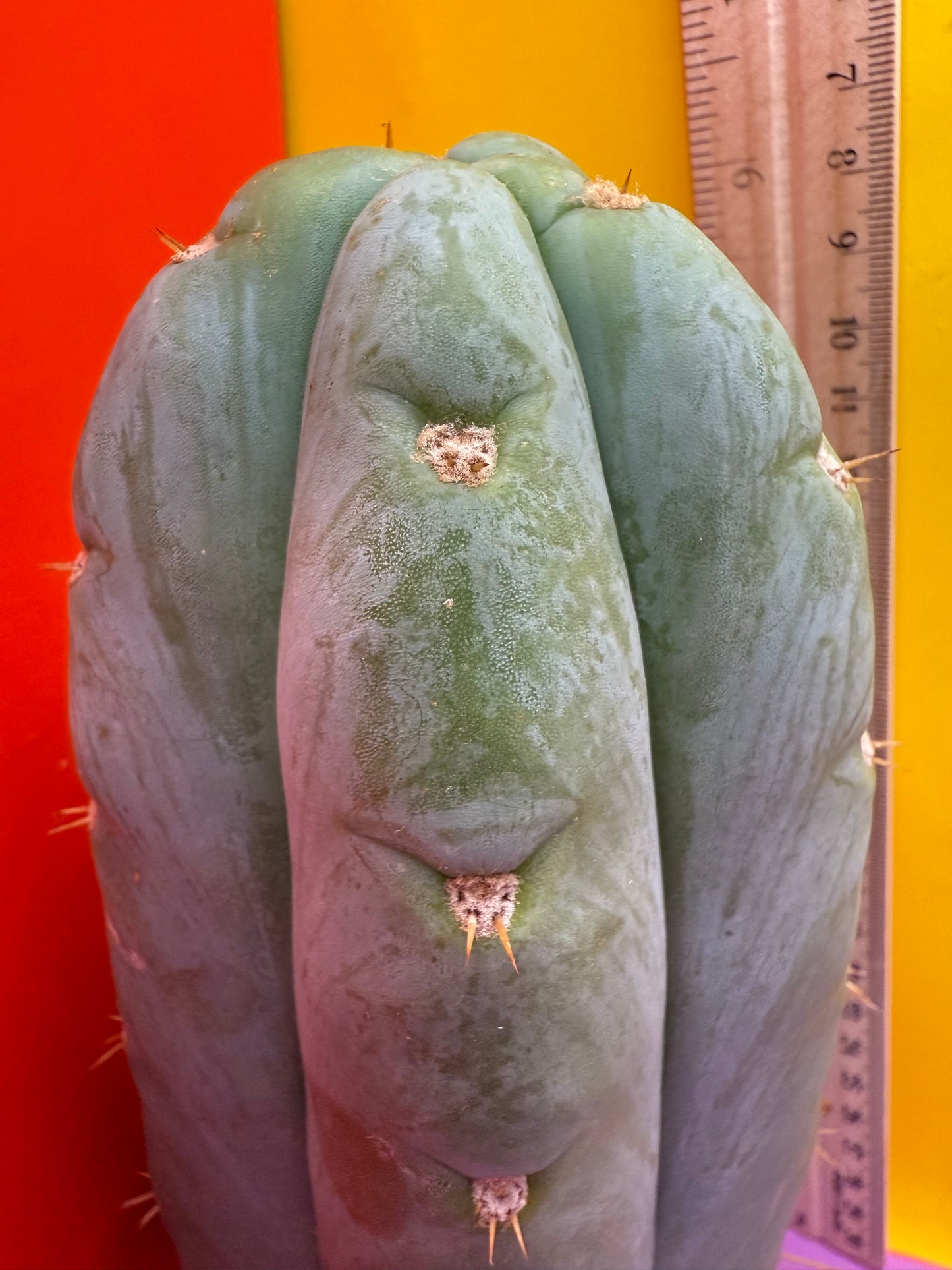 HBG 18568 Trichocereus huanucoensis
