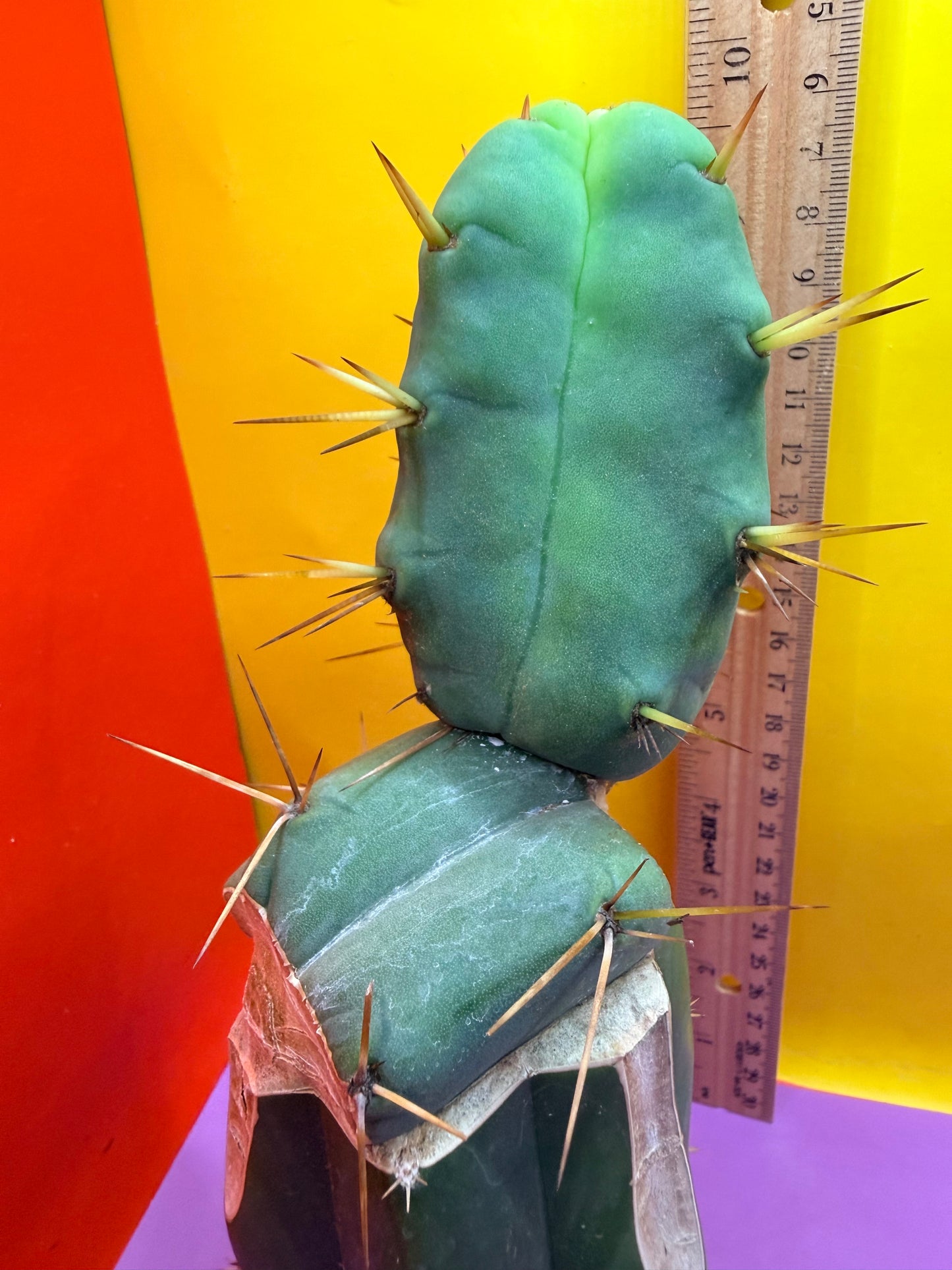 “Jimzz twin spines” 4 winds grafted cactus