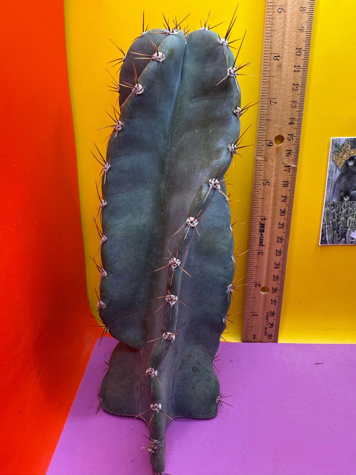 Spiral Cactus !!!