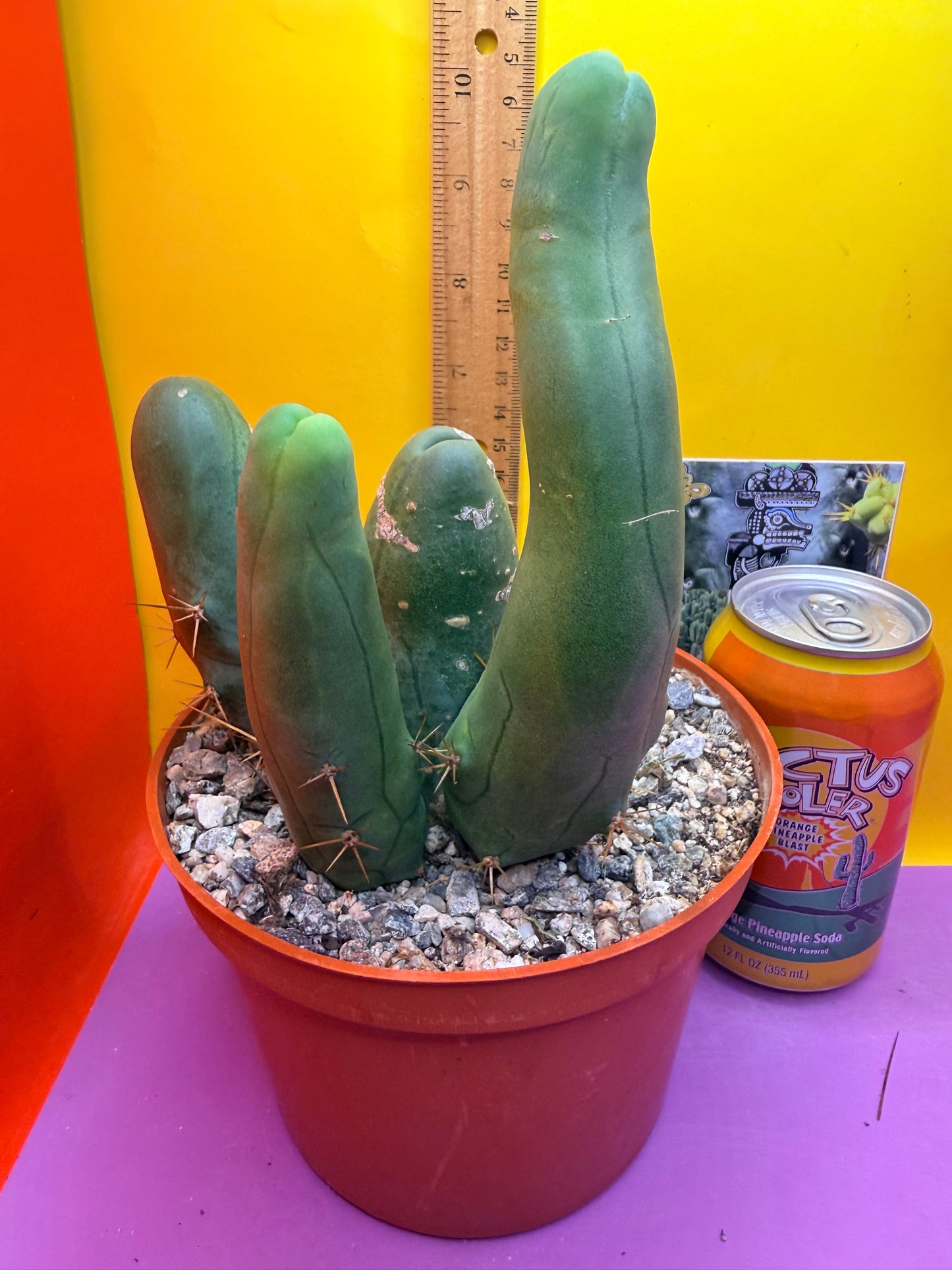 TBM -Ships in large pot - with 4 segments !!! Trichocereus Bridgesii Monstrose