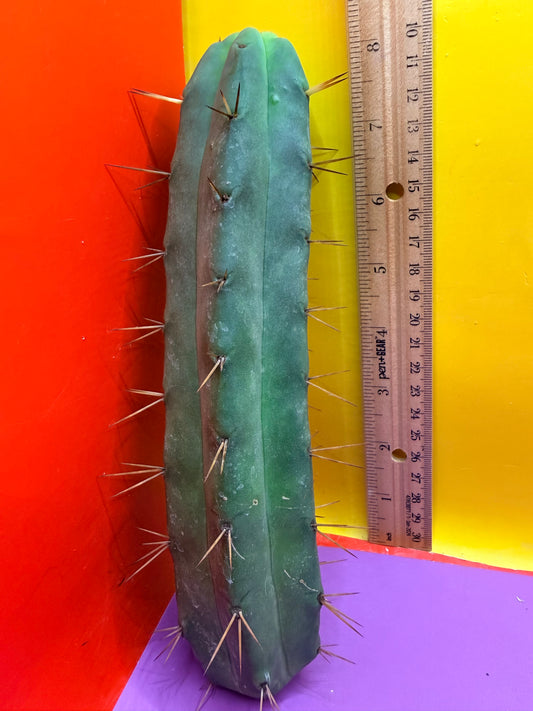 Jiimz Twin spine - this exact one pictured