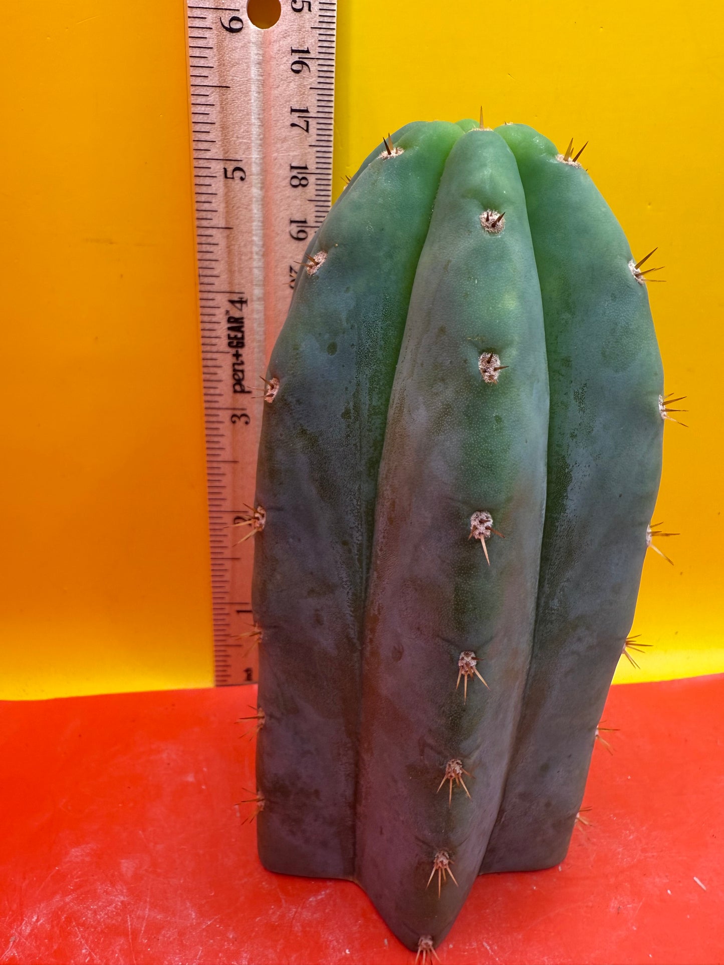 Jacks Juuls JJ  O.P. “Type-A” cactus cutting JJOP