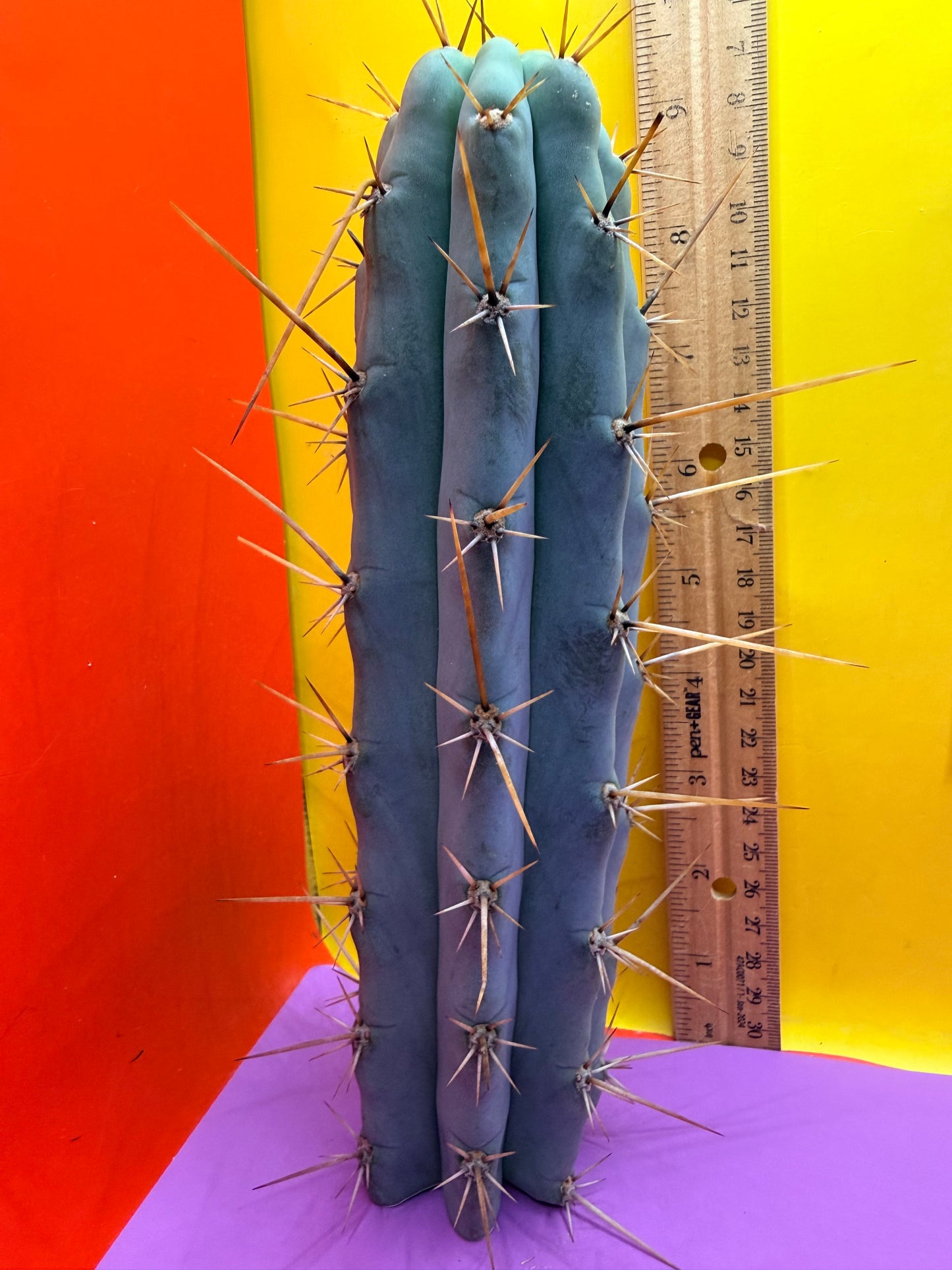 Trichocereus NOID