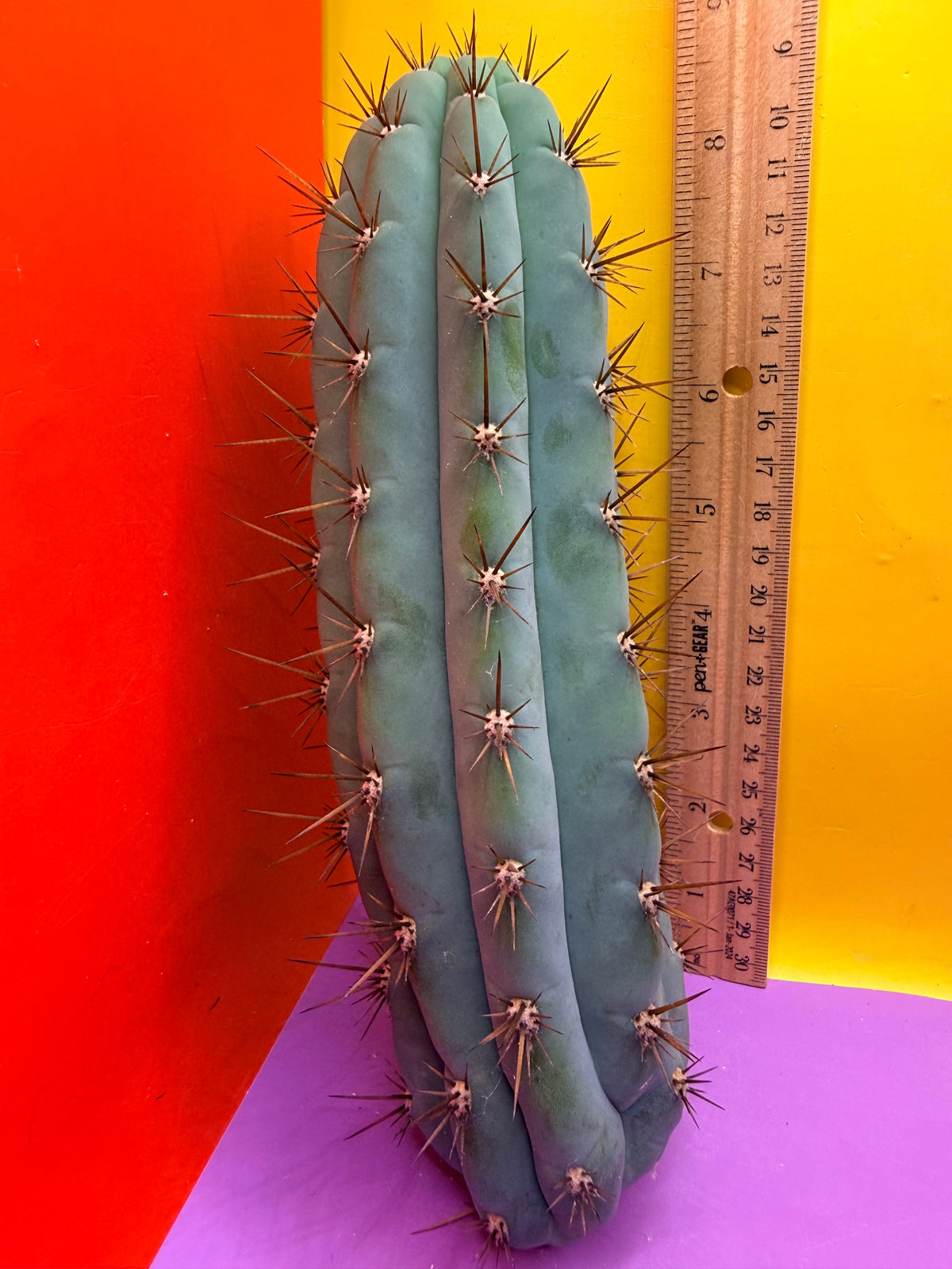 Serra blue