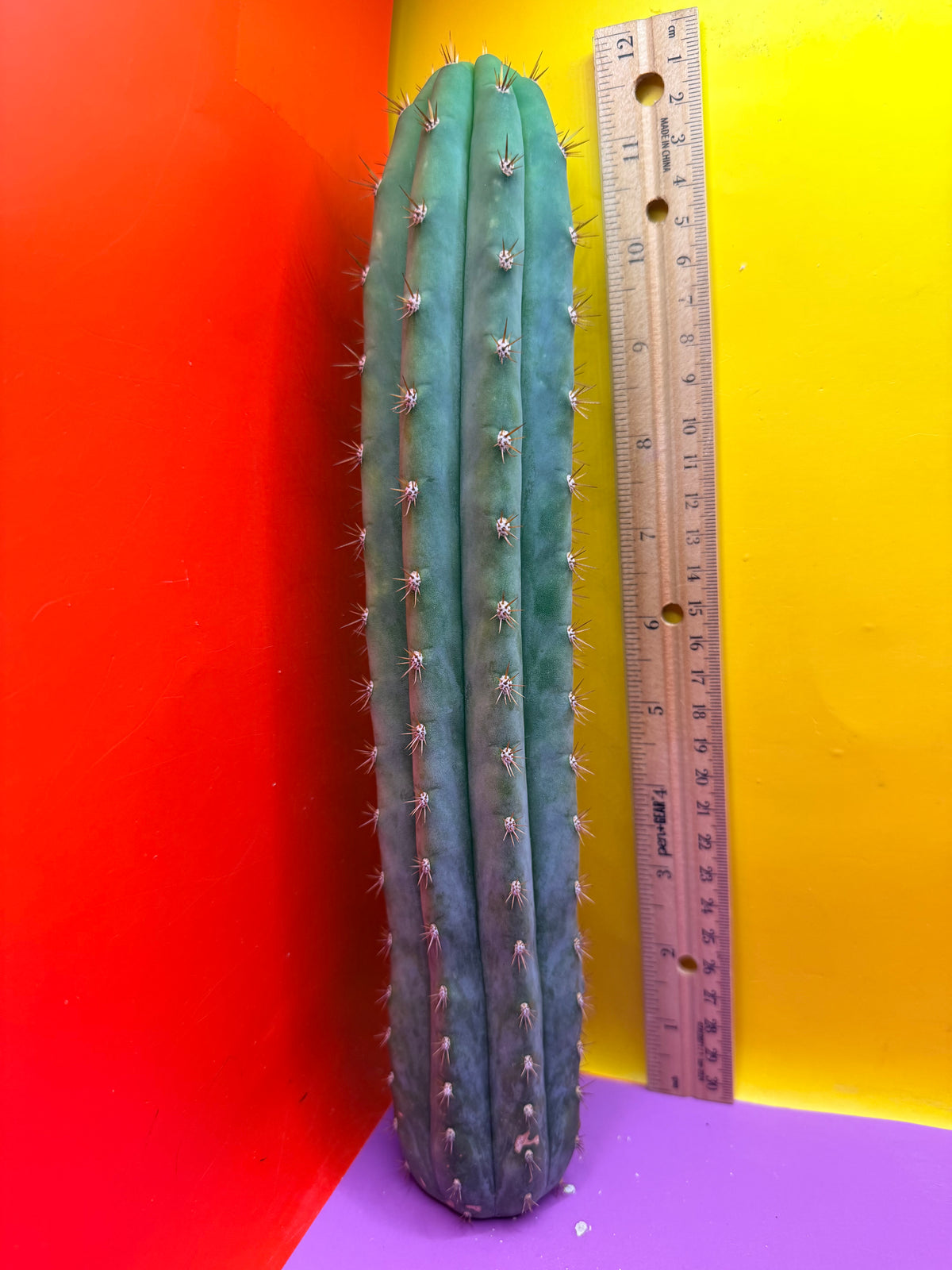 Cool San Pedro Cactus !
