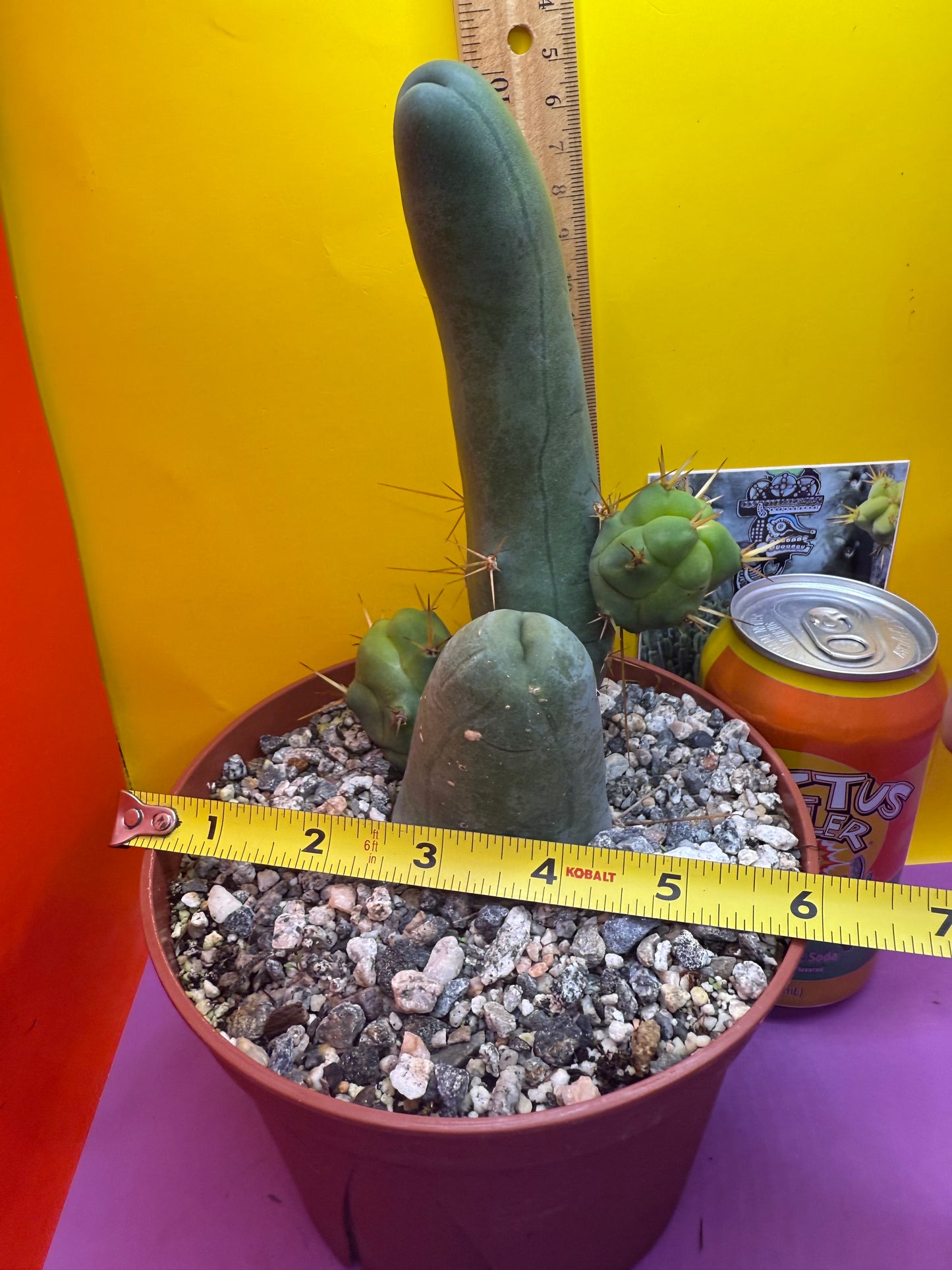 San Pedro Cactus TBM - comes in 6” wide pot !
