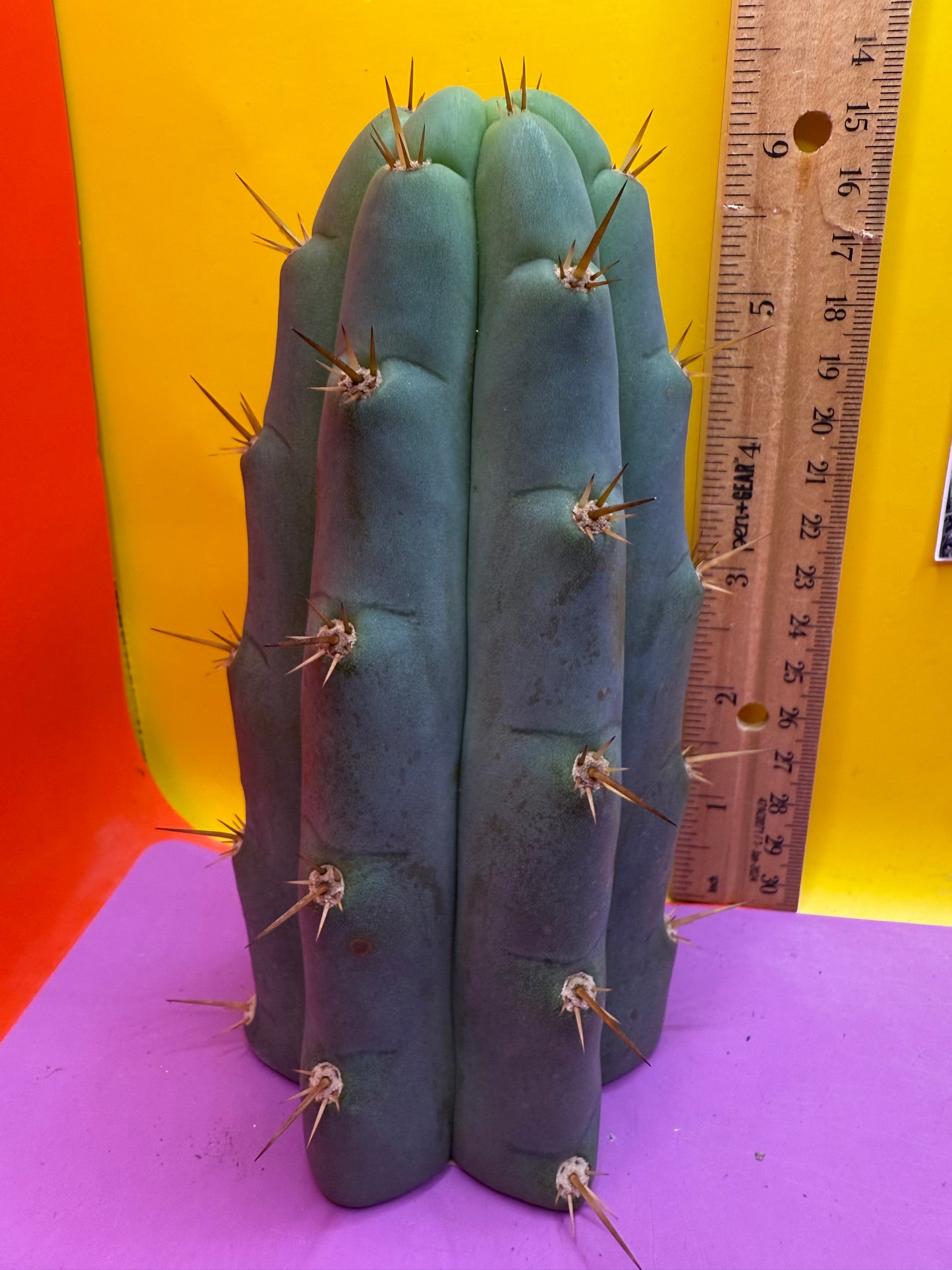 Trichocereus Bridgesii SS02 O.P. !