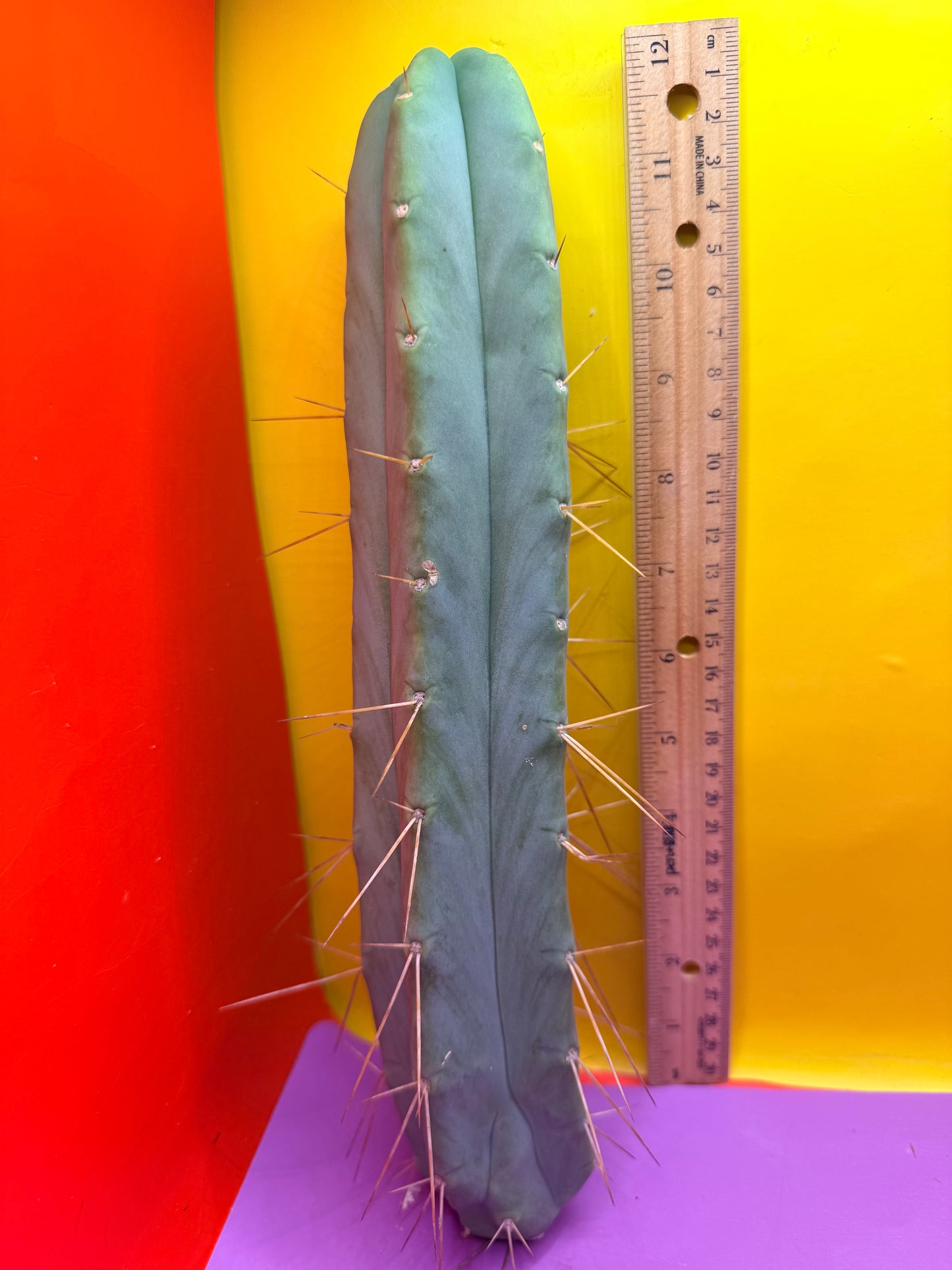 PALA REZ 🌶️!!