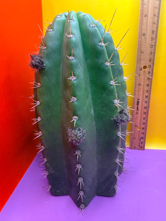 CACTO HEBRIDO with Flower Buds over 4.5” THIC !