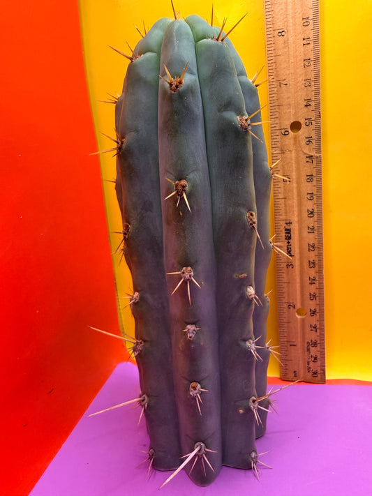 Trichocereus peruvianus