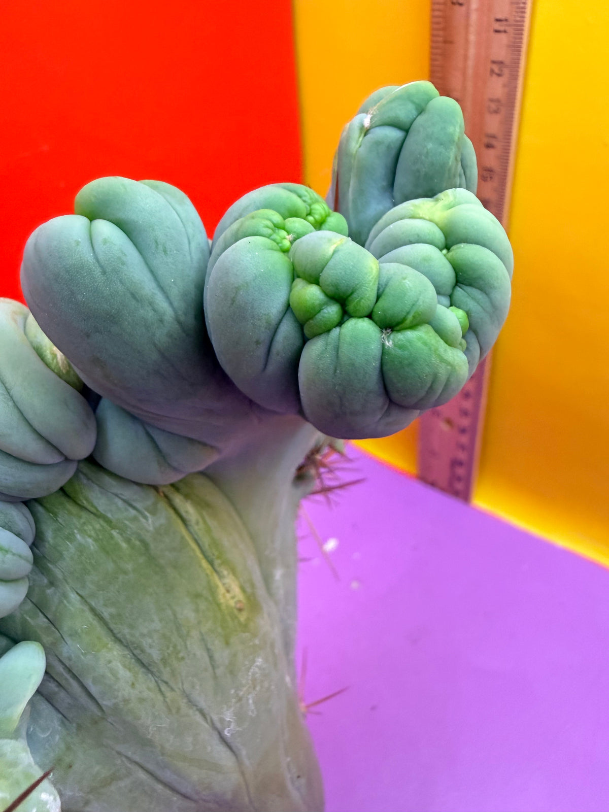 Crested TBM