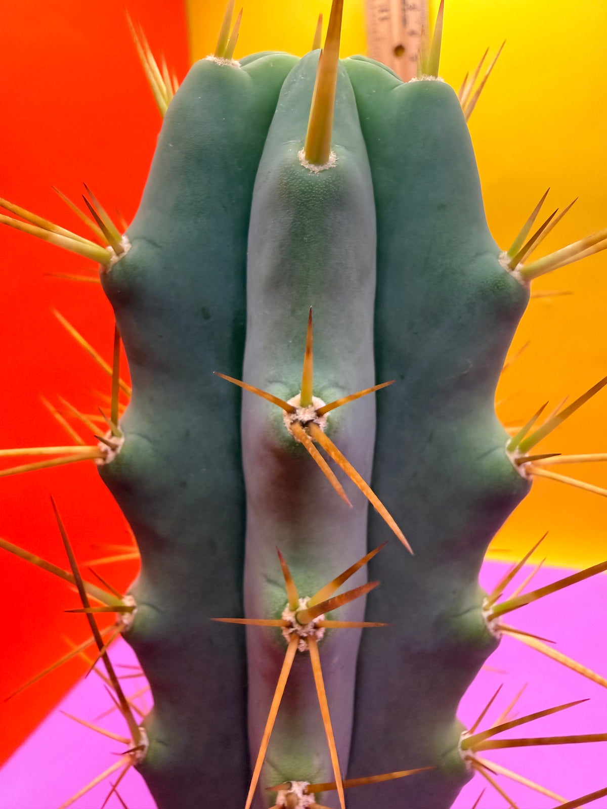 Revert Longform TBM PENISCACTUS !!!