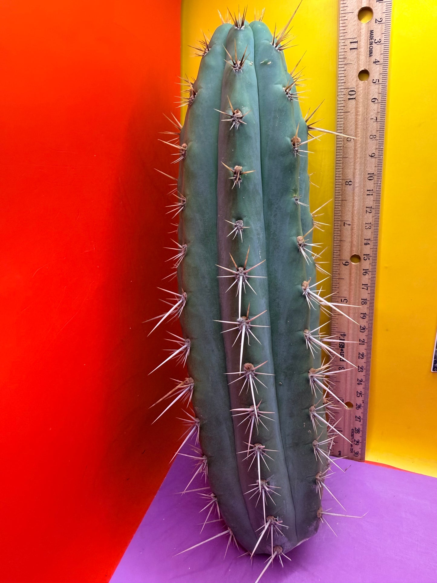 Trichocereus Puquiensis - cv “Linda”