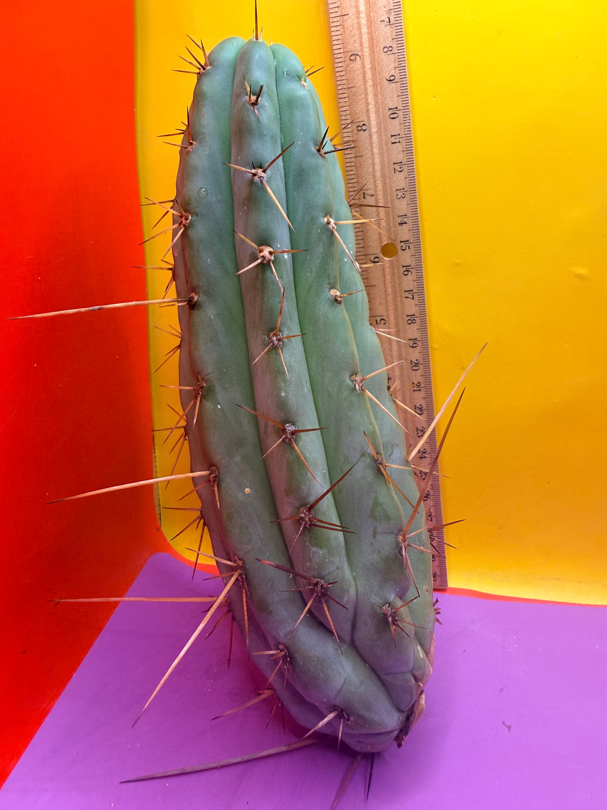 Delorean !!!!