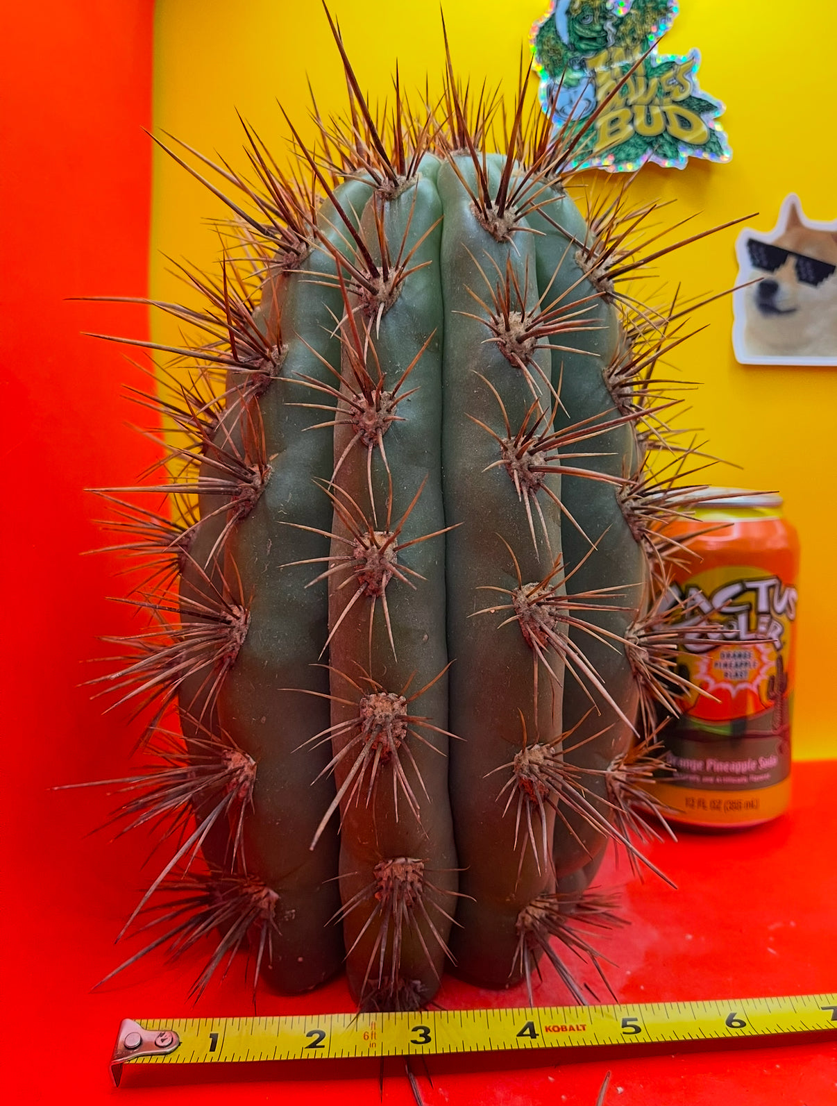Trichocereus tacaquirensis seeds !