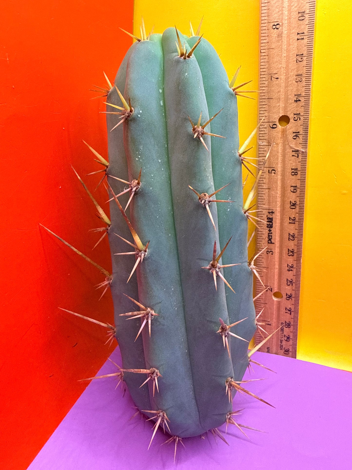 TIG X YOWIE- SAN pedro cactus