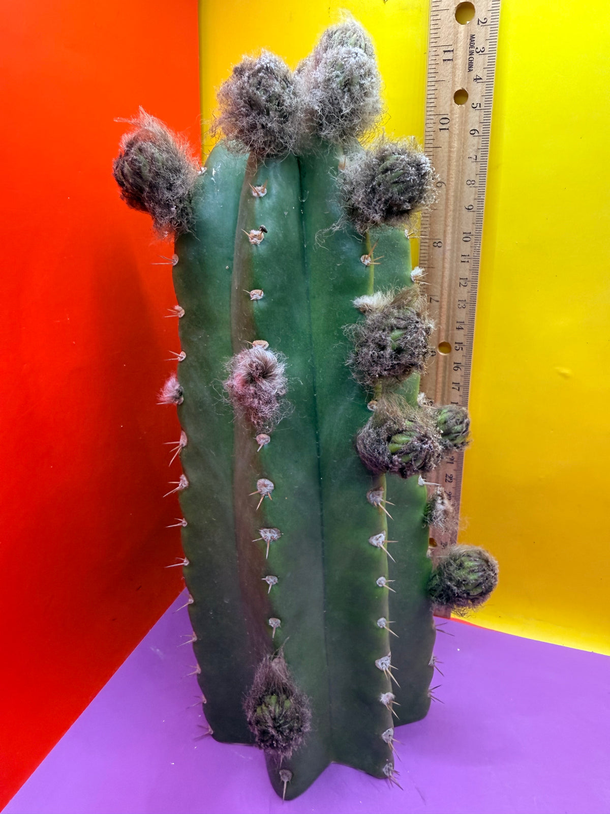 Cacto Hebrido with flower buds , over a Dozen !!!