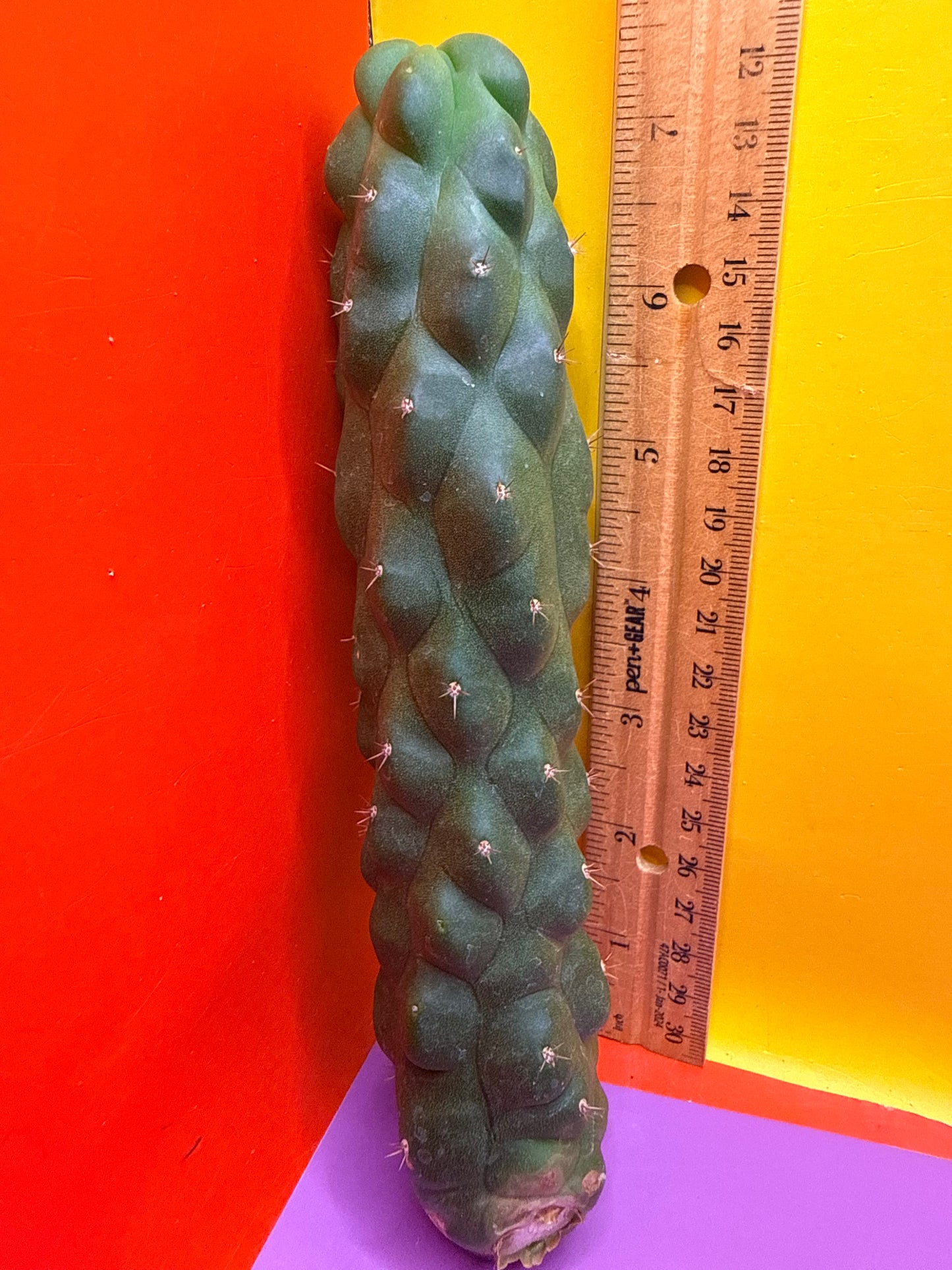 Monstrose San Pedro Cactus! This exact one