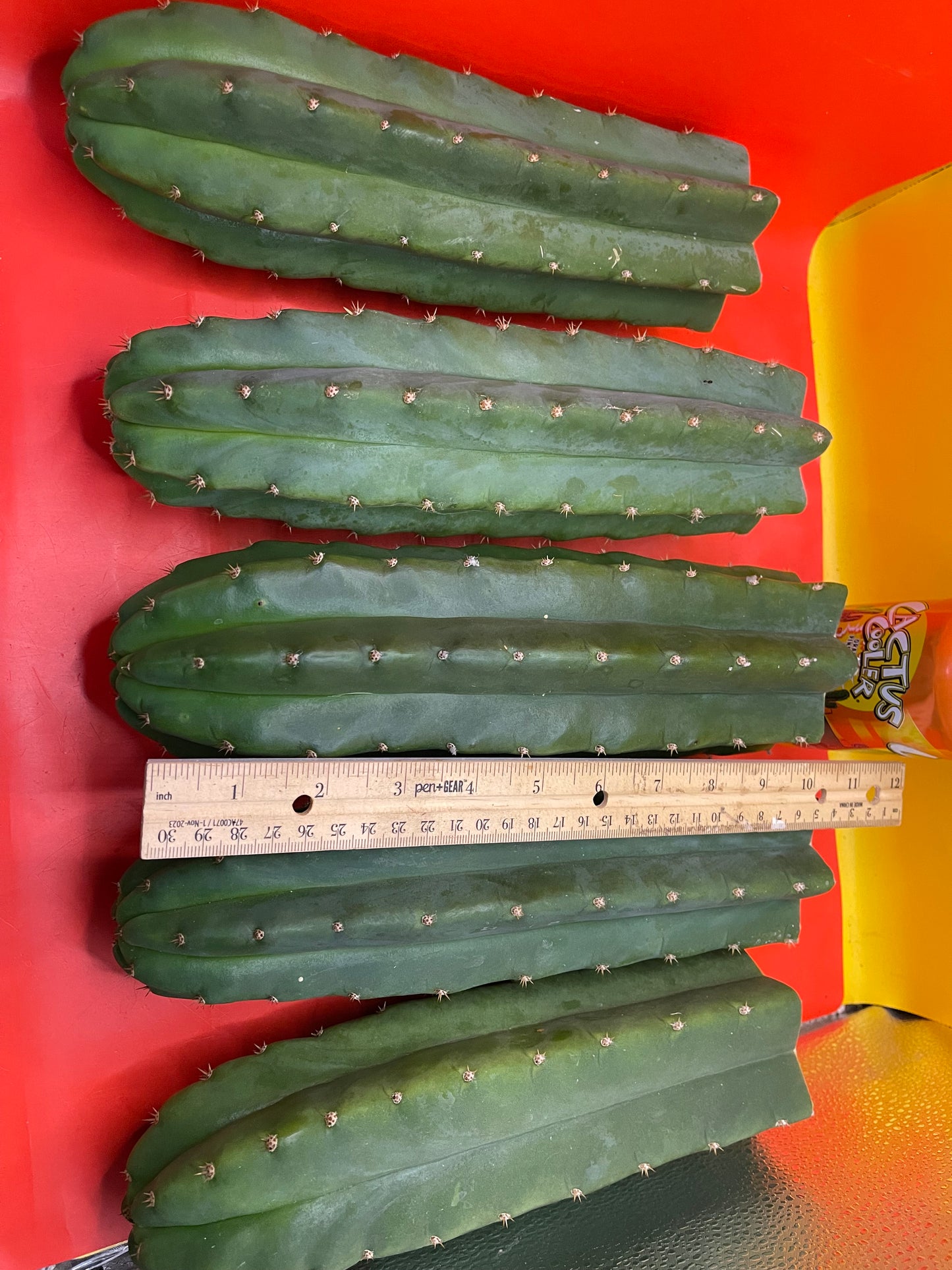 San Pedro Cactus cutting - Medium 8”-10”ready to ship !