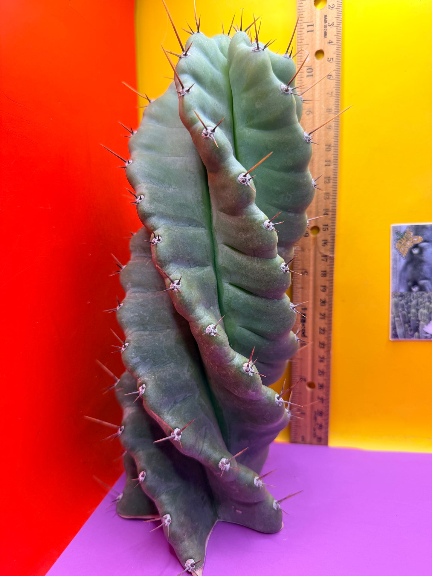 SPIRAL 🌀 CACTUS 🌵!!!