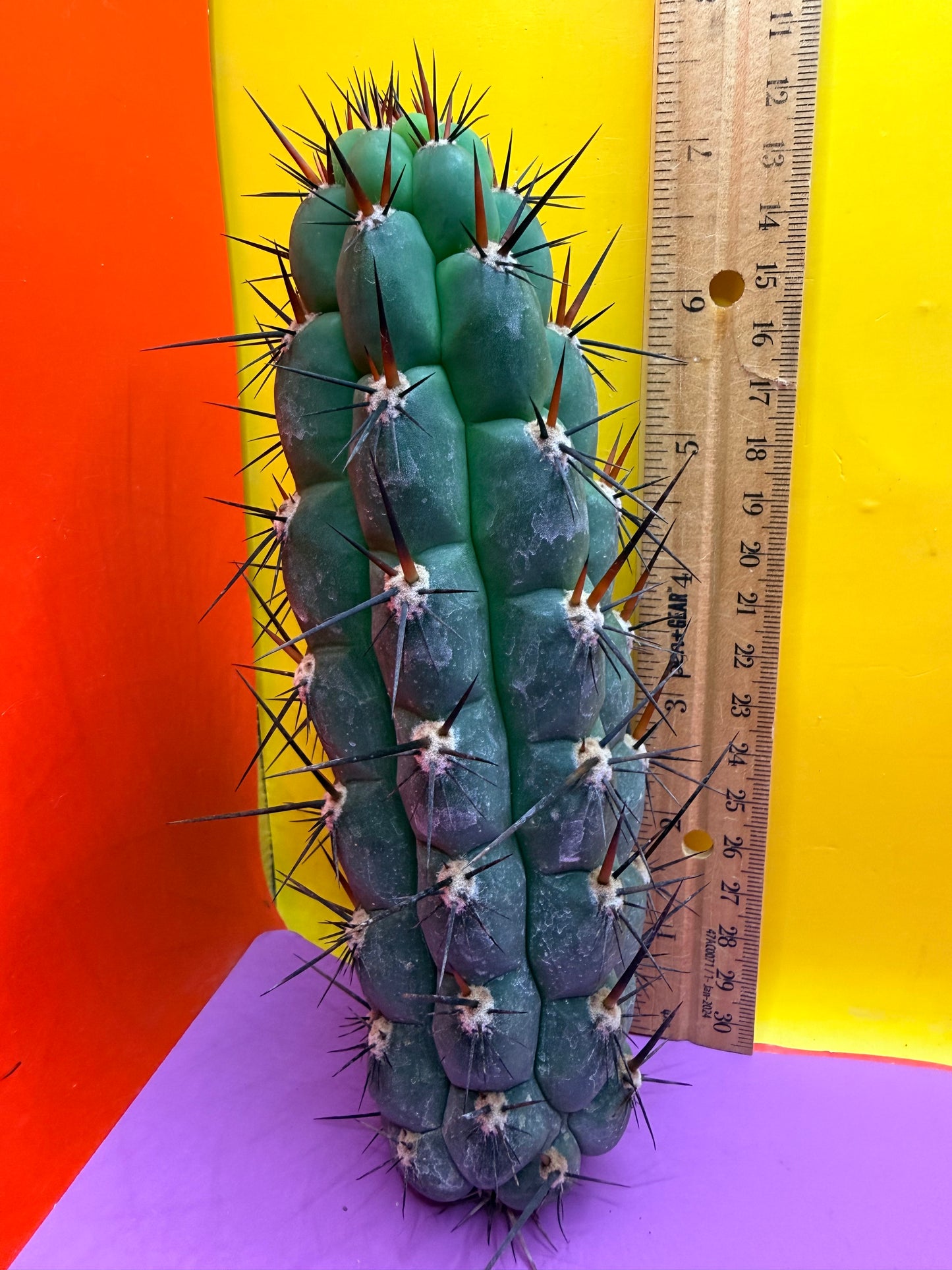 TRICHOCEREUS CHALA !