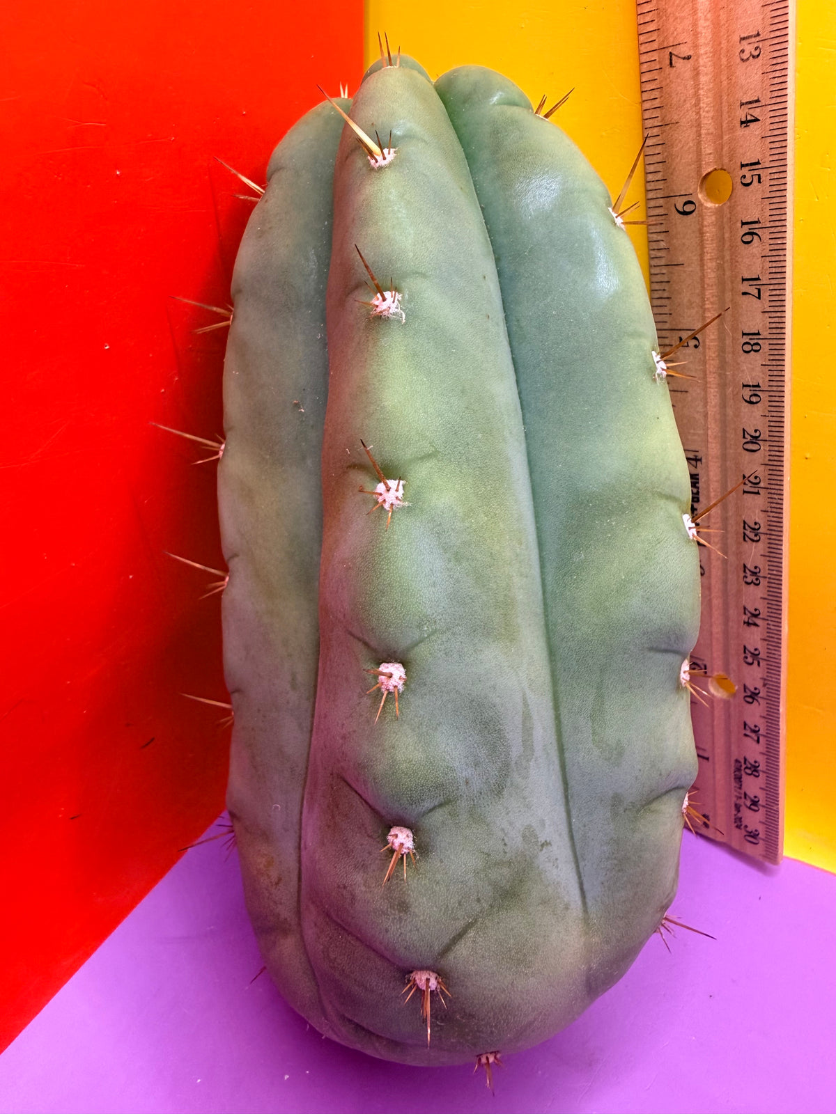 “DON HUAN” Fat huanucoensis over 3” thic !!!