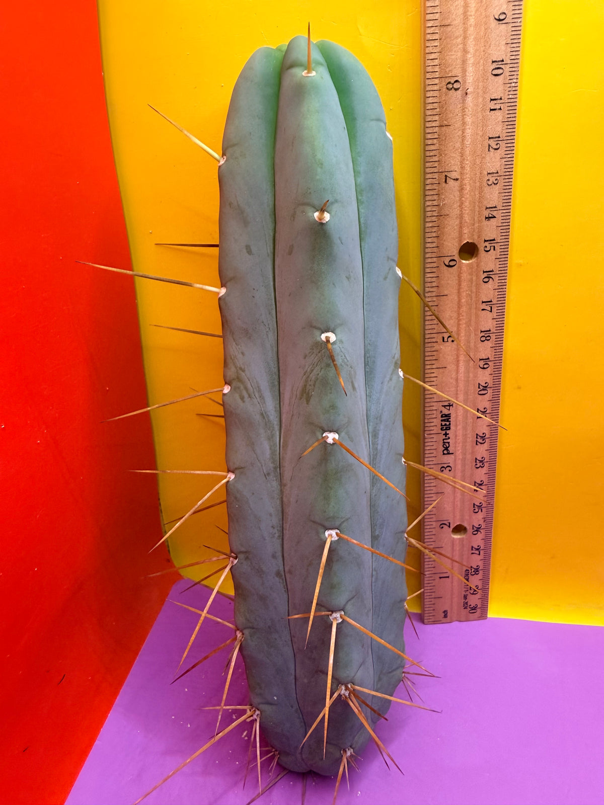 Trichocereus Bridgesii cutting of “DEL DIOS”