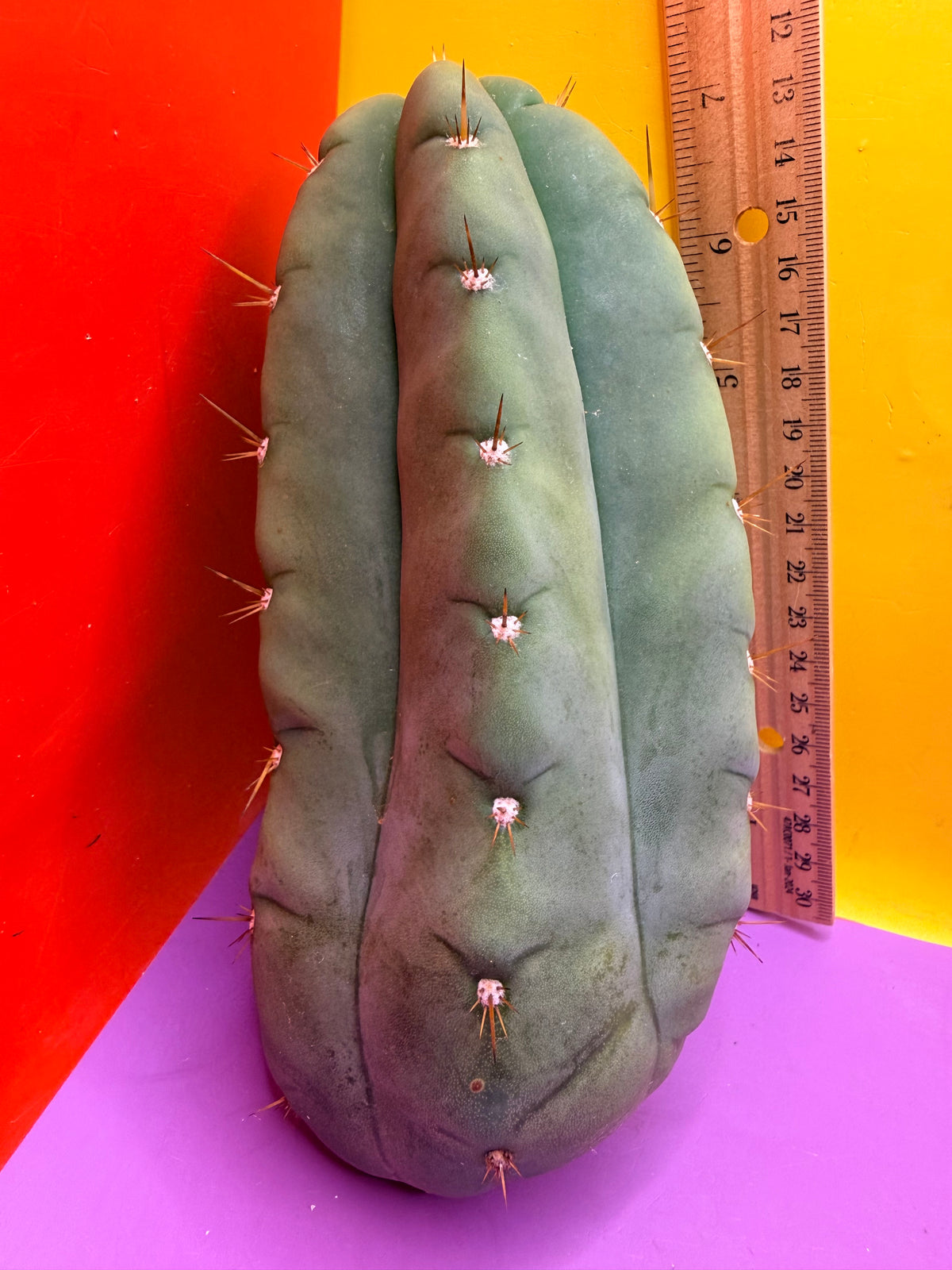 “DON HUAN” Fat huanucoensis over 3” thic !!!