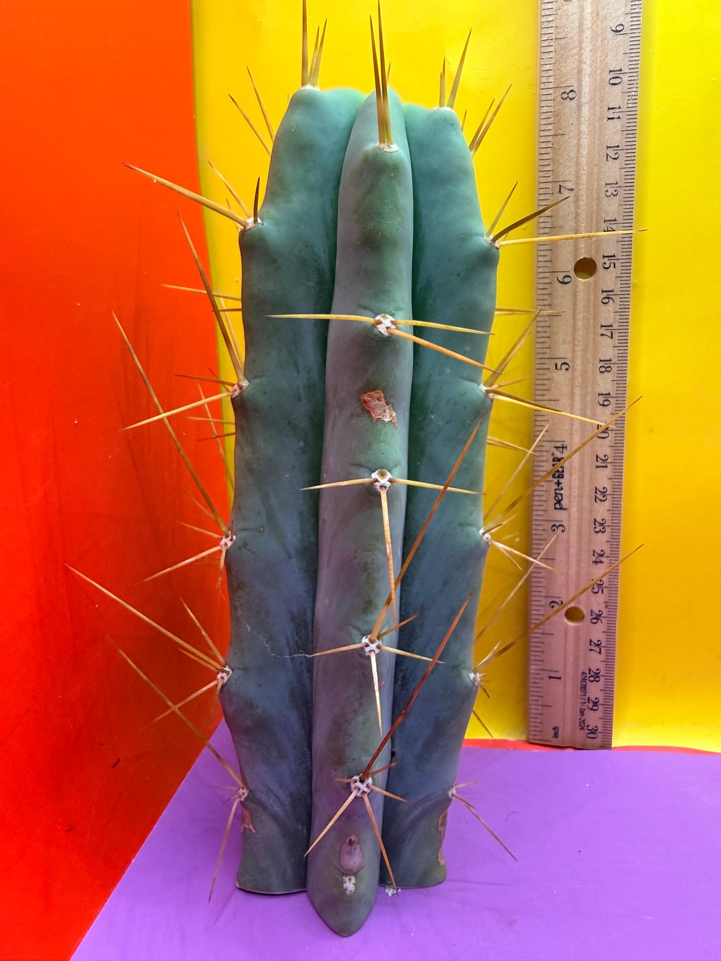 Reverted PENiSCACTUS !!! Longform tbmA