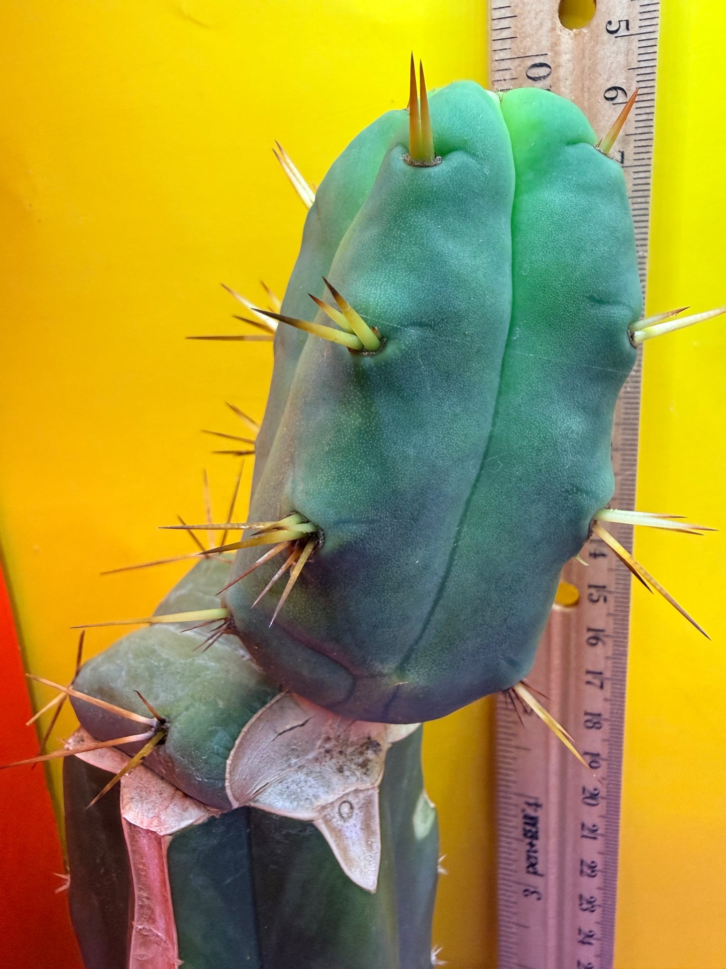 “Jimzz twin spines” 4 winds grafted cactus