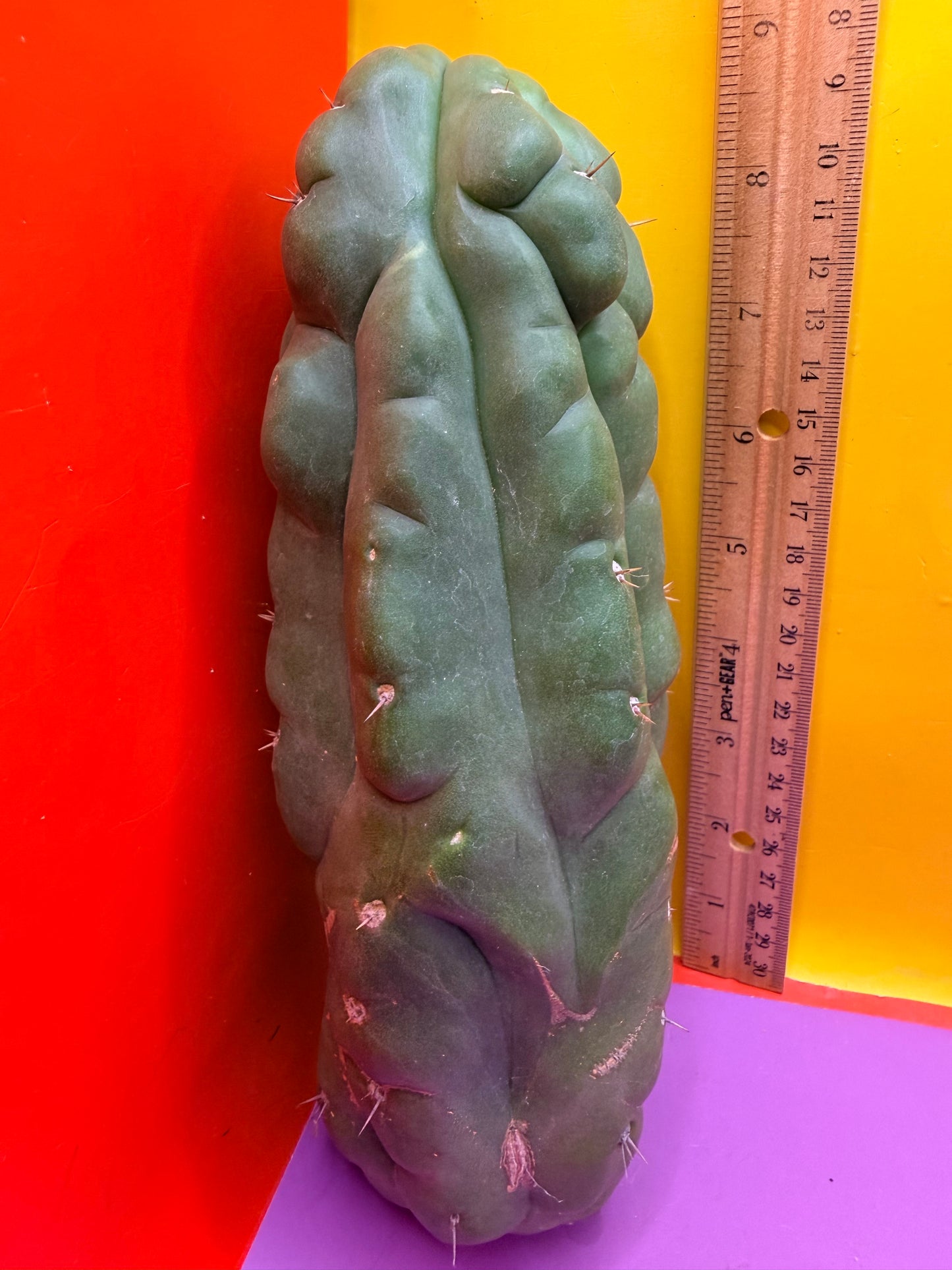 Monstrose San Pedro cactus - TPM !