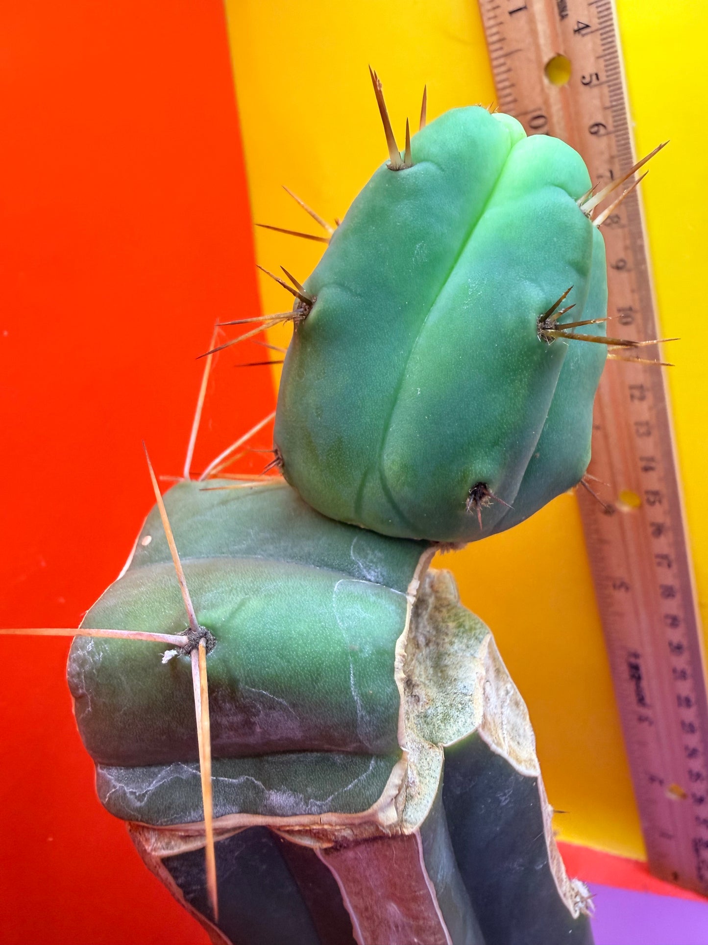 Cactus Kate Bridgesii Graft