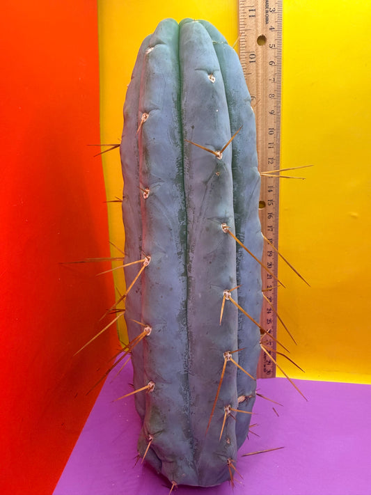 “H1” Trichocereus Bridgesii