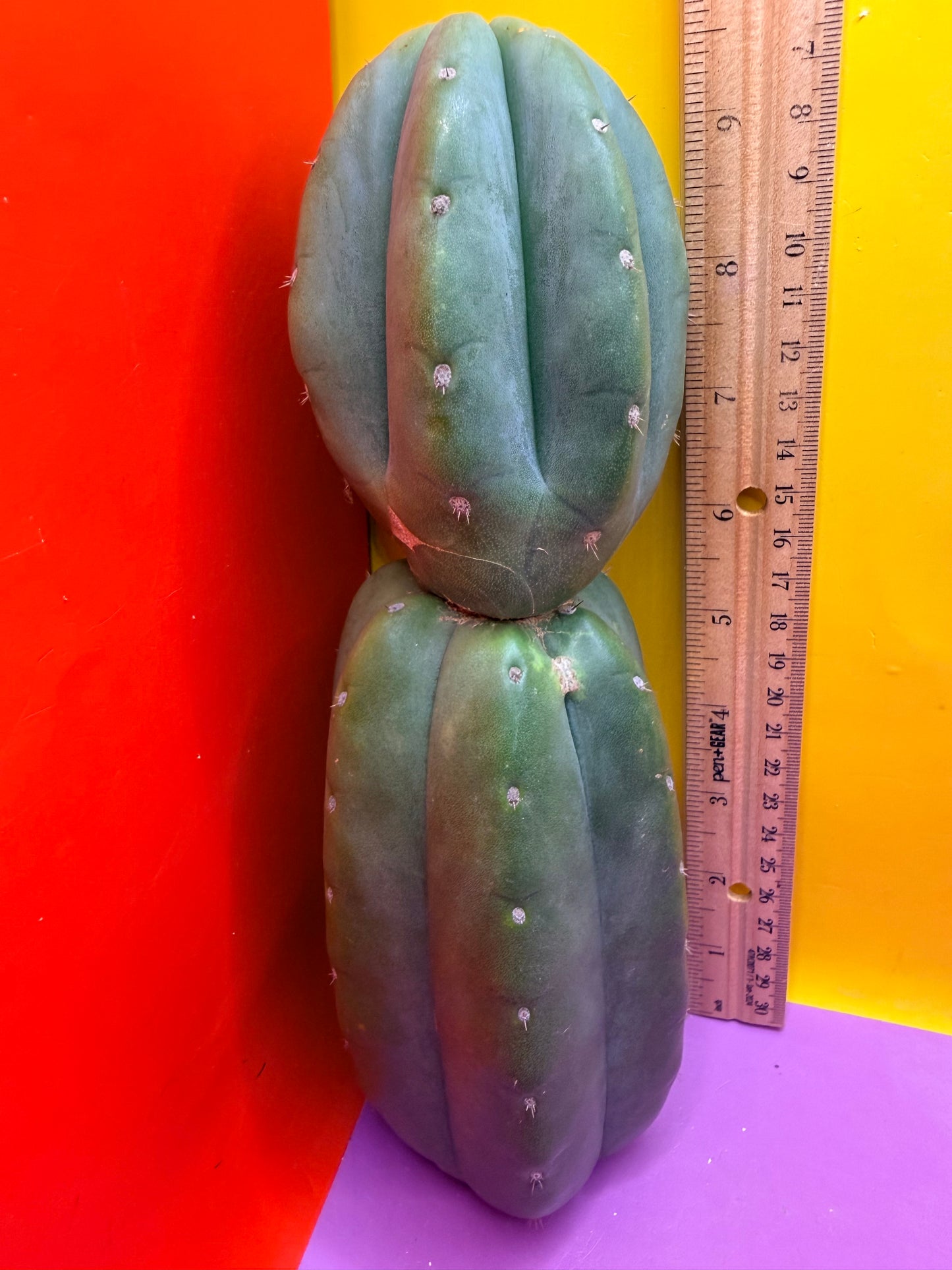 Cahuilla !
