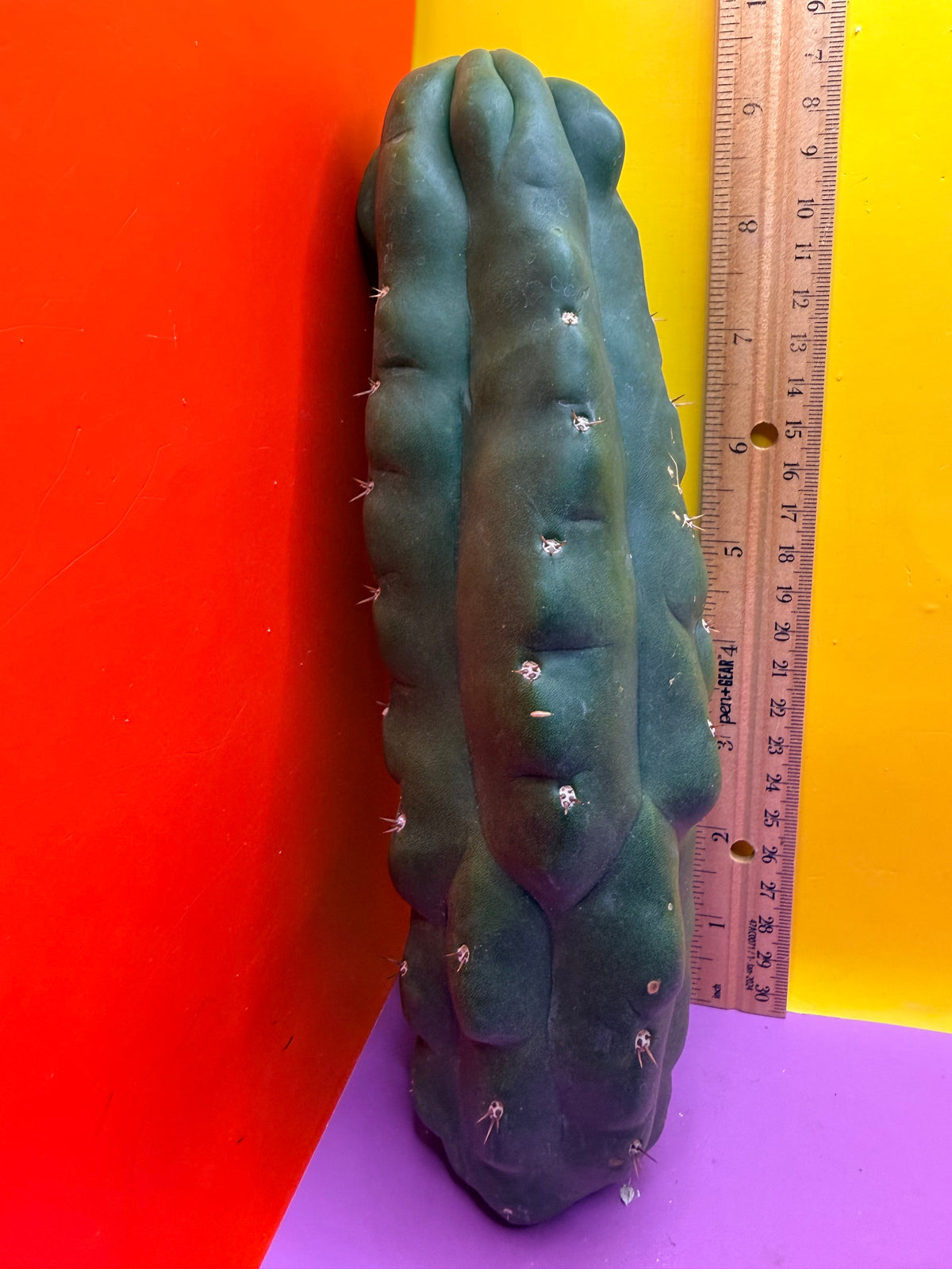 Monstrose San Pedro cactus - TPM !
