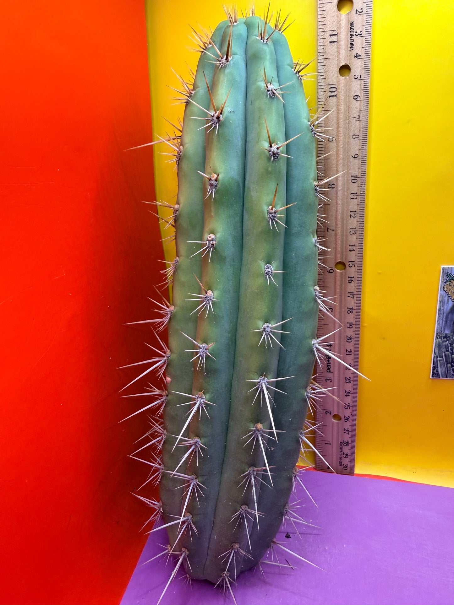 Trichocereus Puquiensis - cv “Linda”